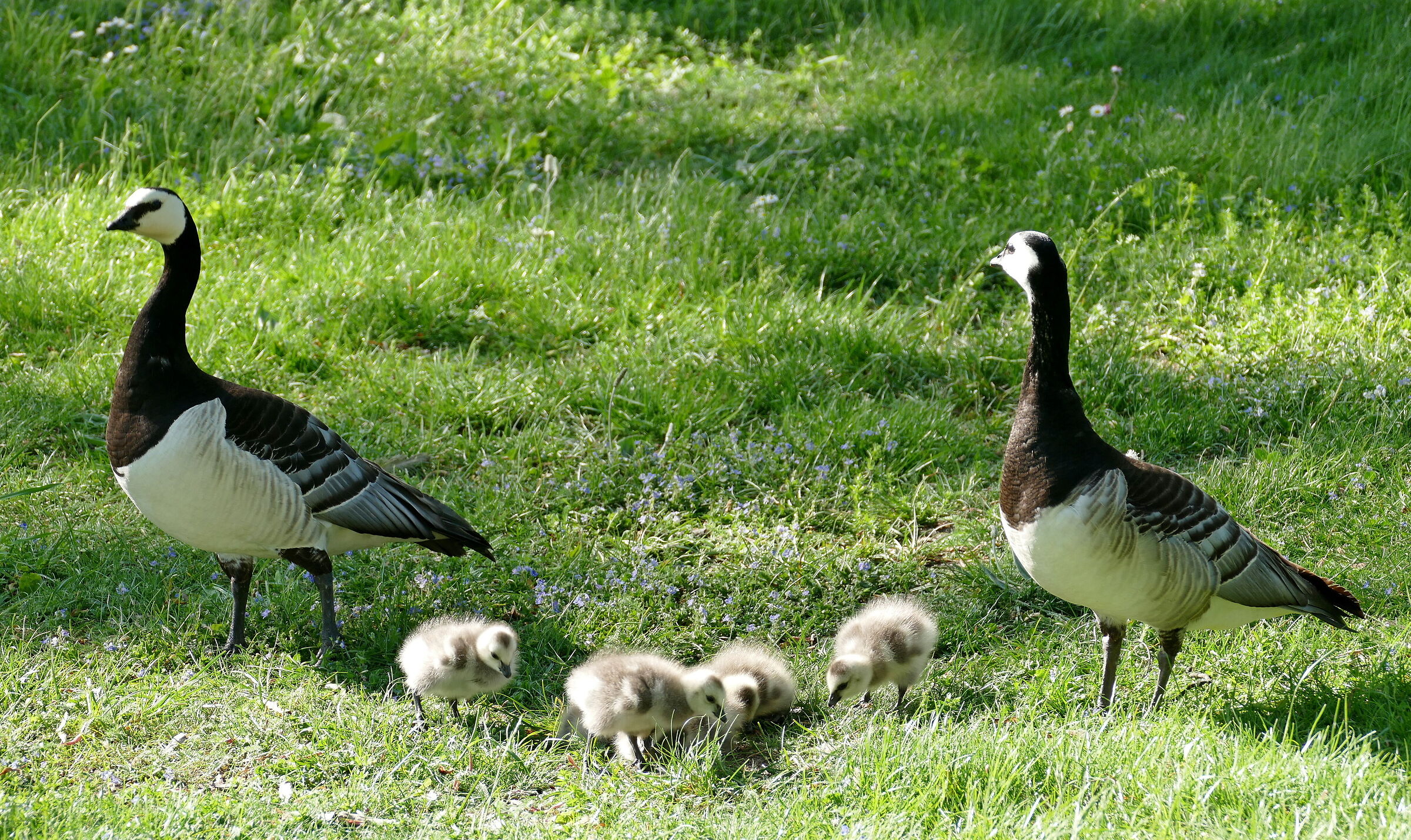 ...e Famiglia al completo