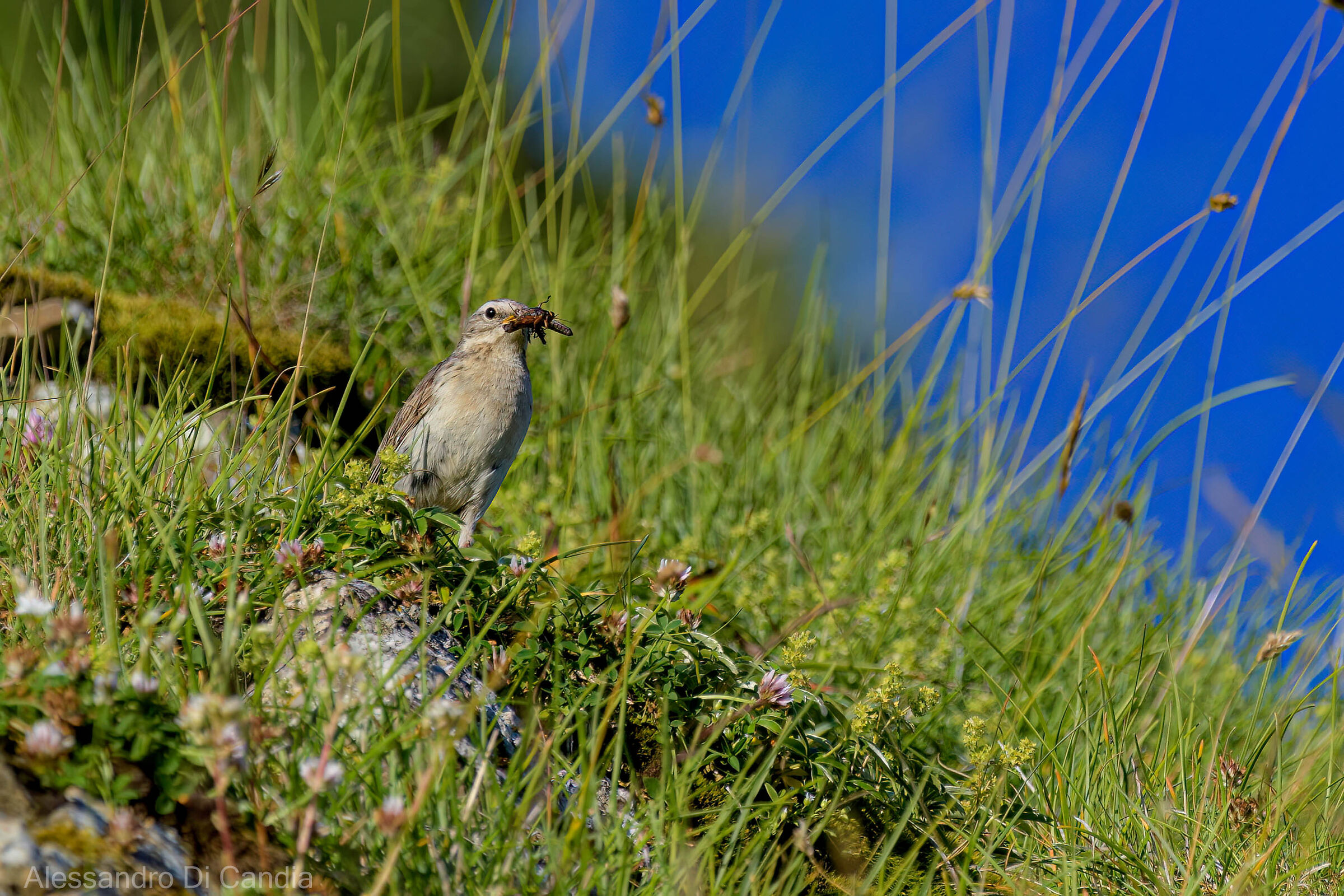 Spioncello con preda
