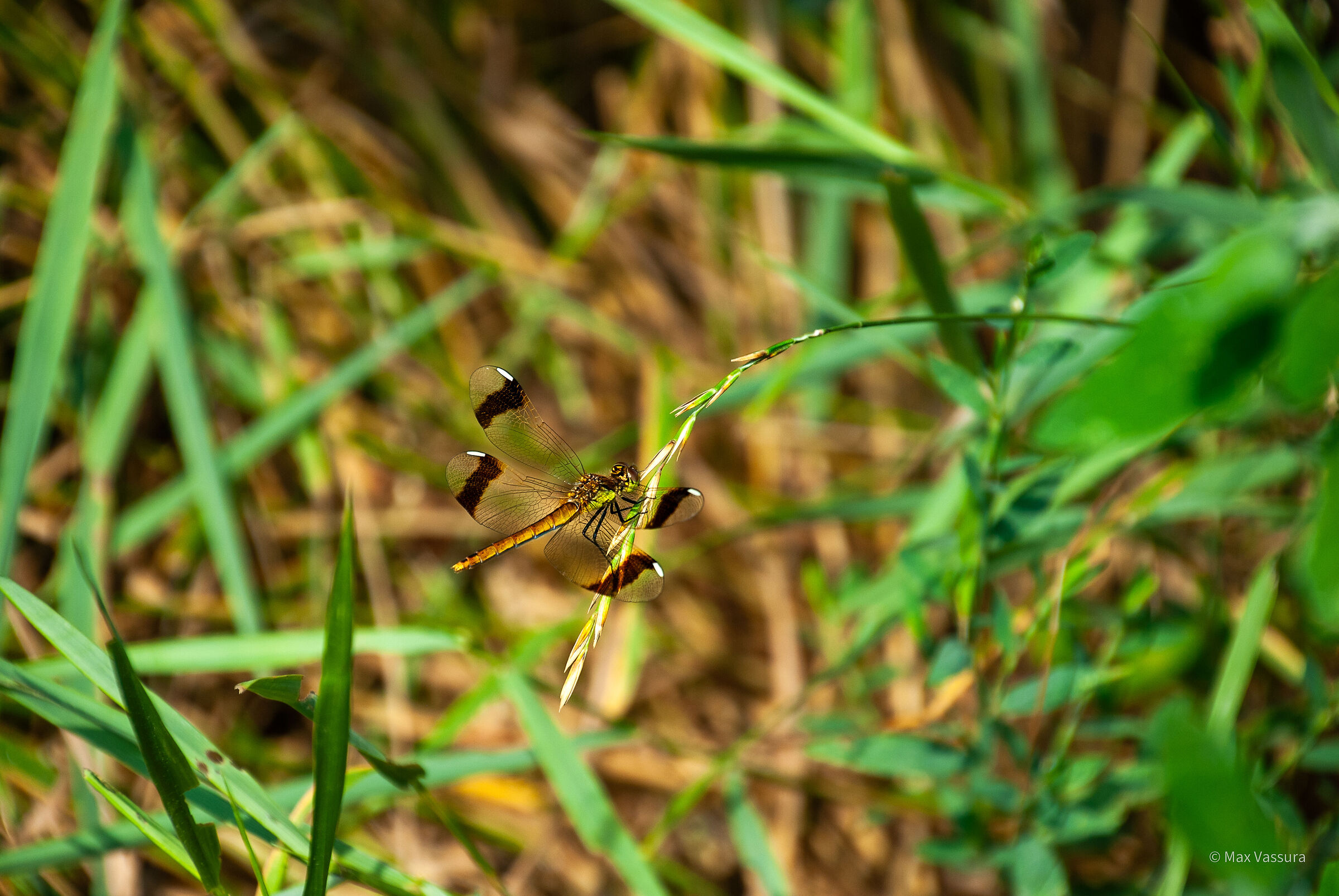 Inseguendo una libellula in un prato ...
