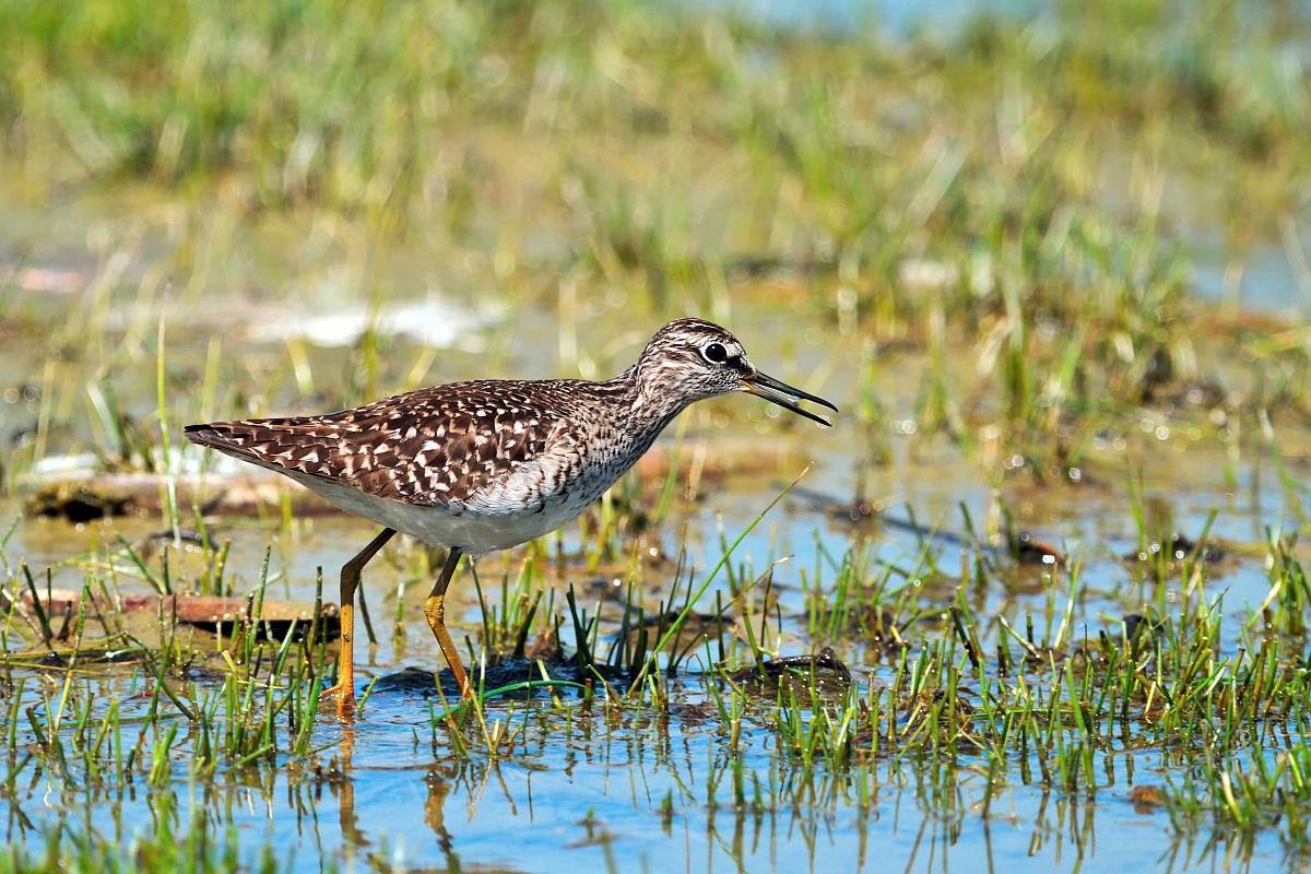 Piro piro boschereccio