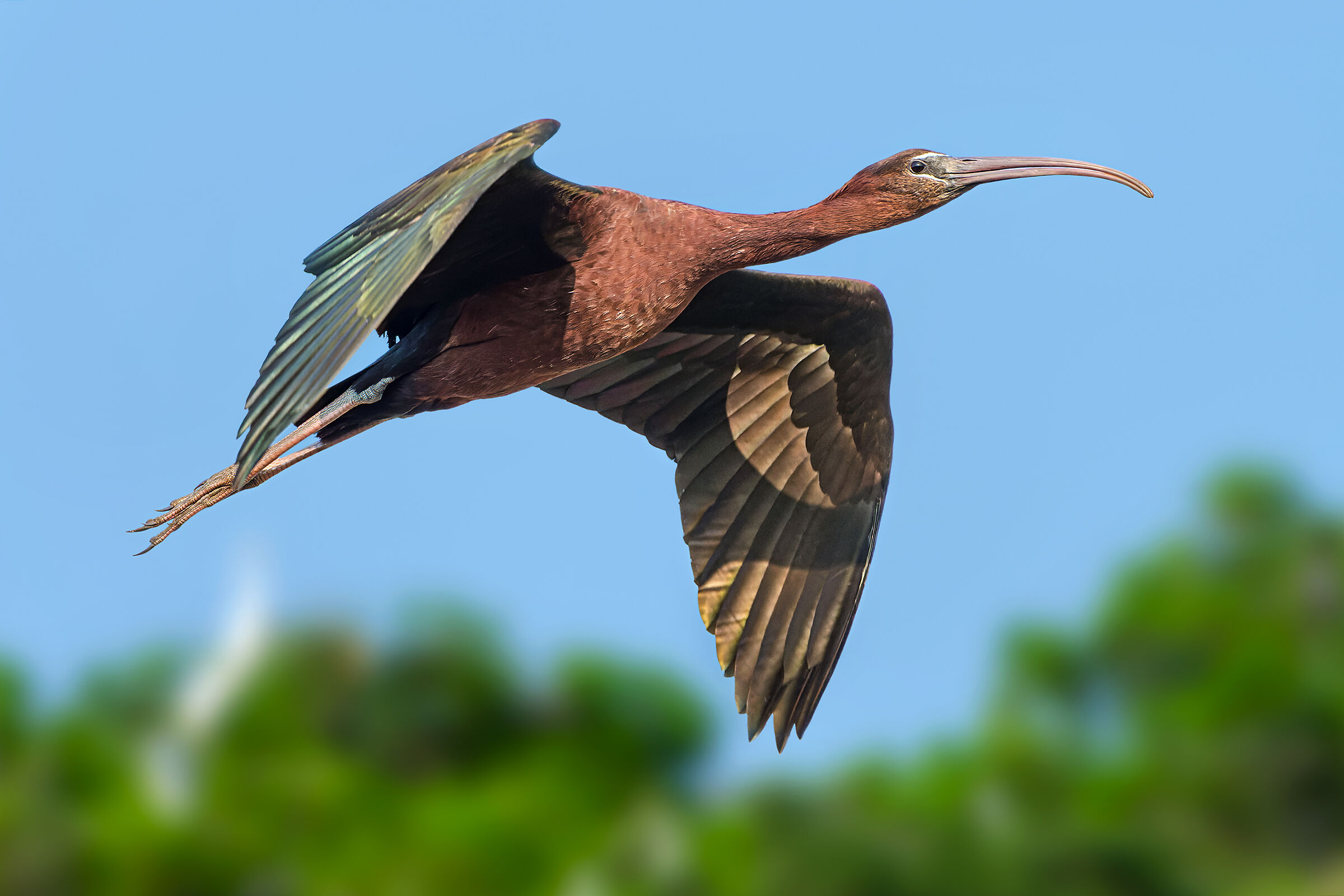Glossy ibis