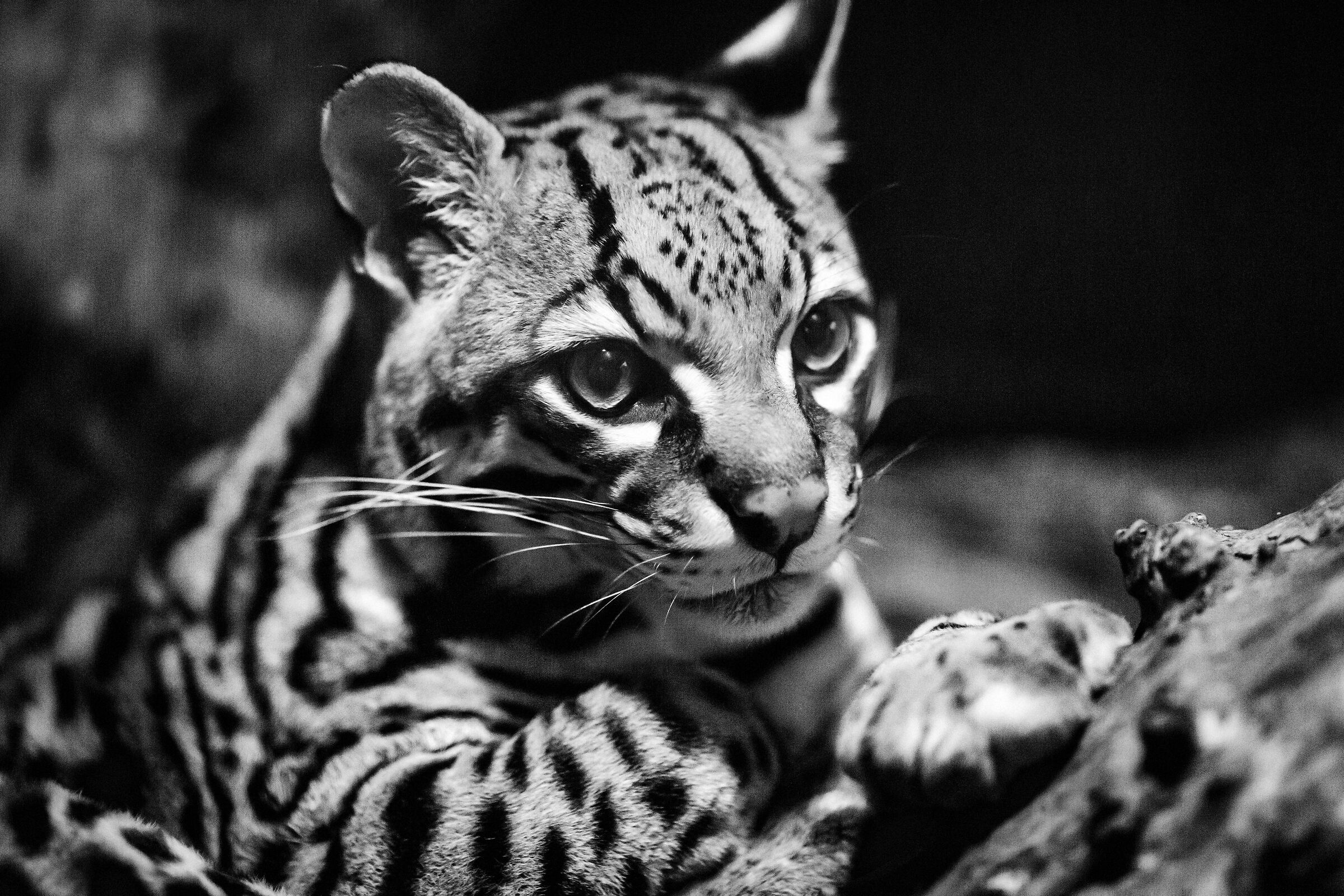 Ocelot