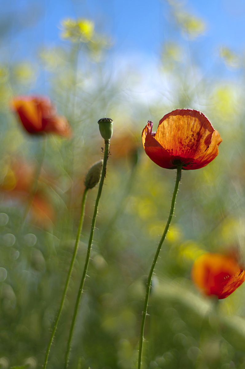 Nel regno dei papaveri