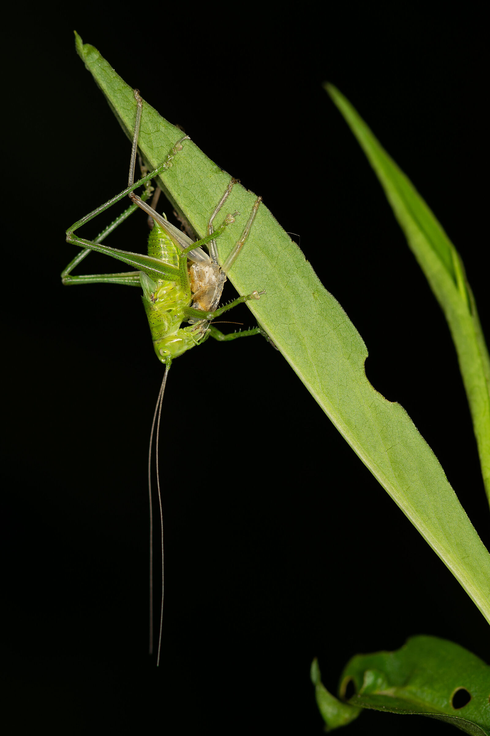 La muta della Tettigonia viridissima, 2