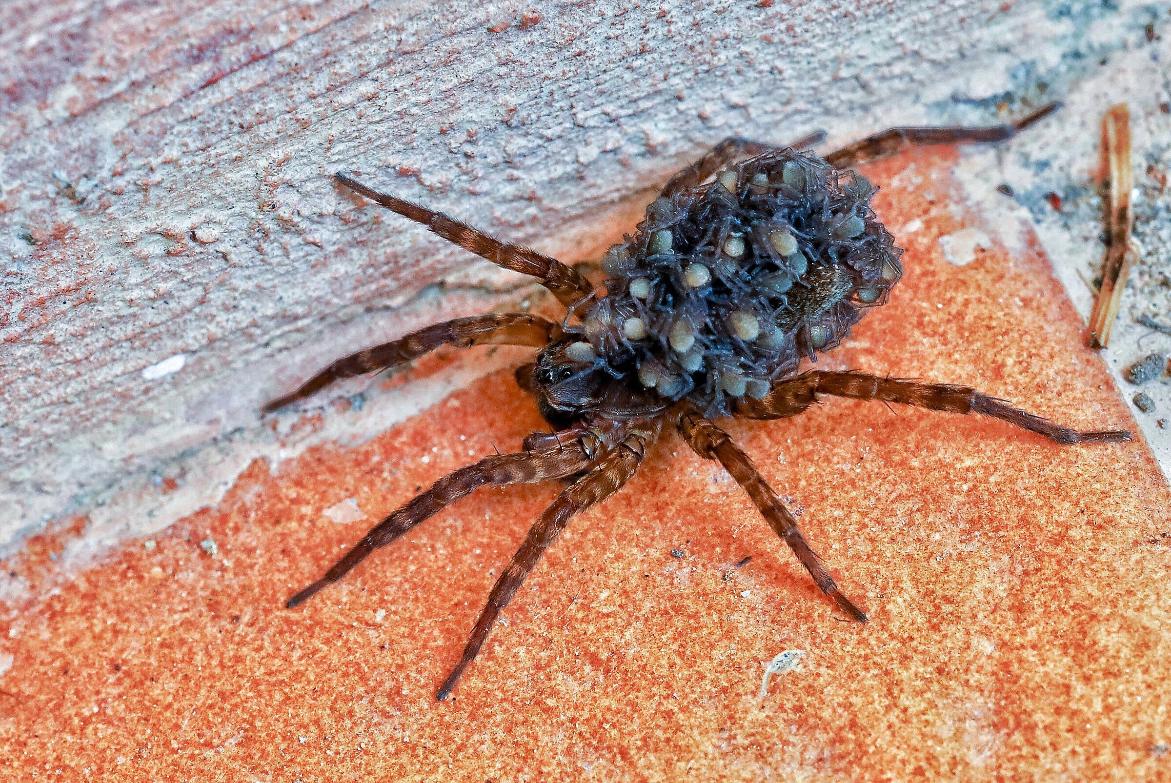 Trochosa Ruricola _ Maternity