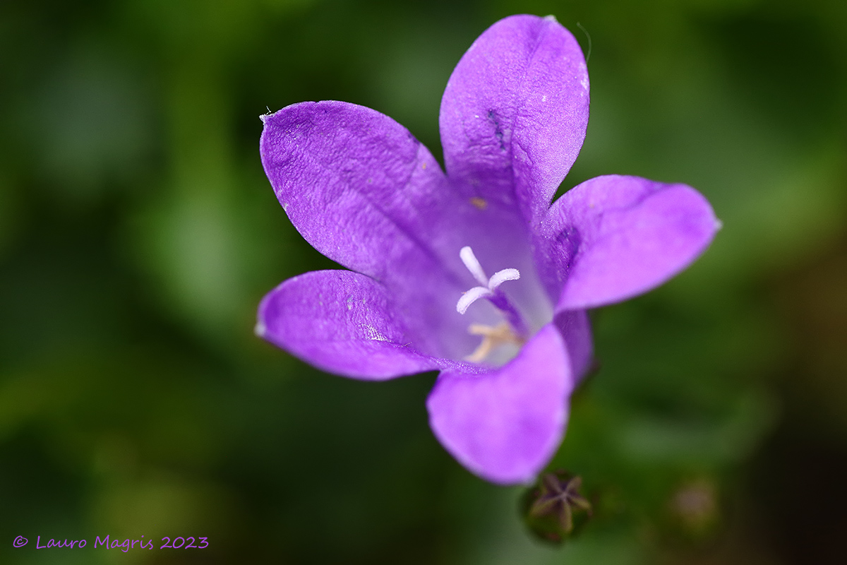 Campanula portenschlagiana