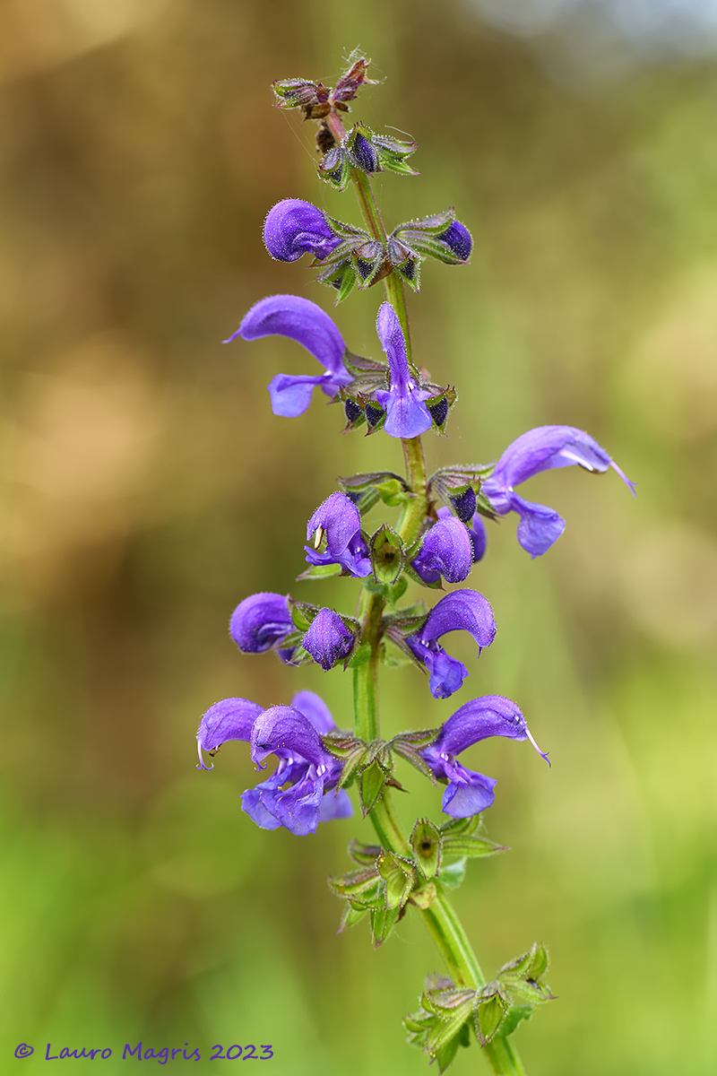 Salvia comune sinuosa