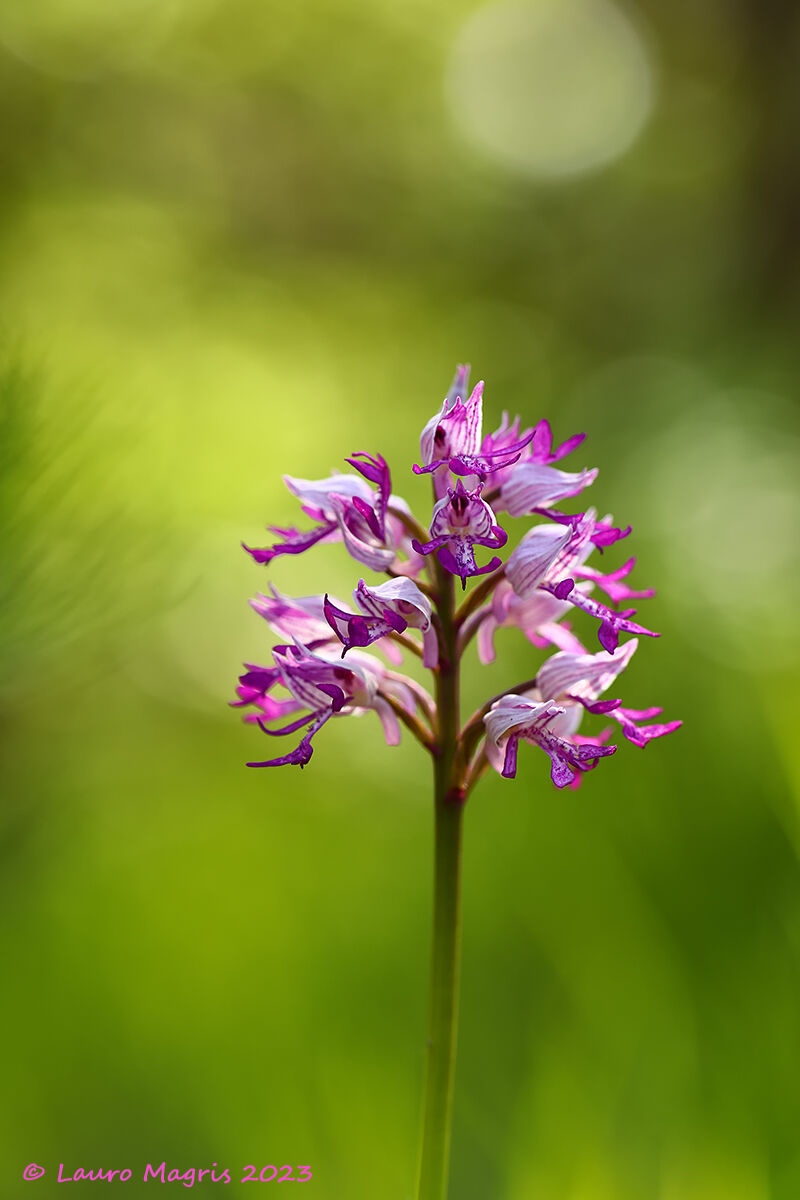Orchidea militare