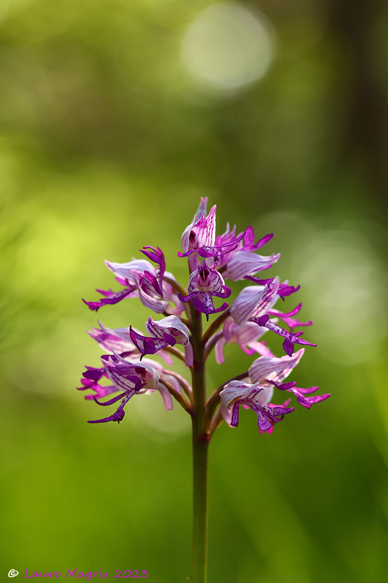 Orchis militaris