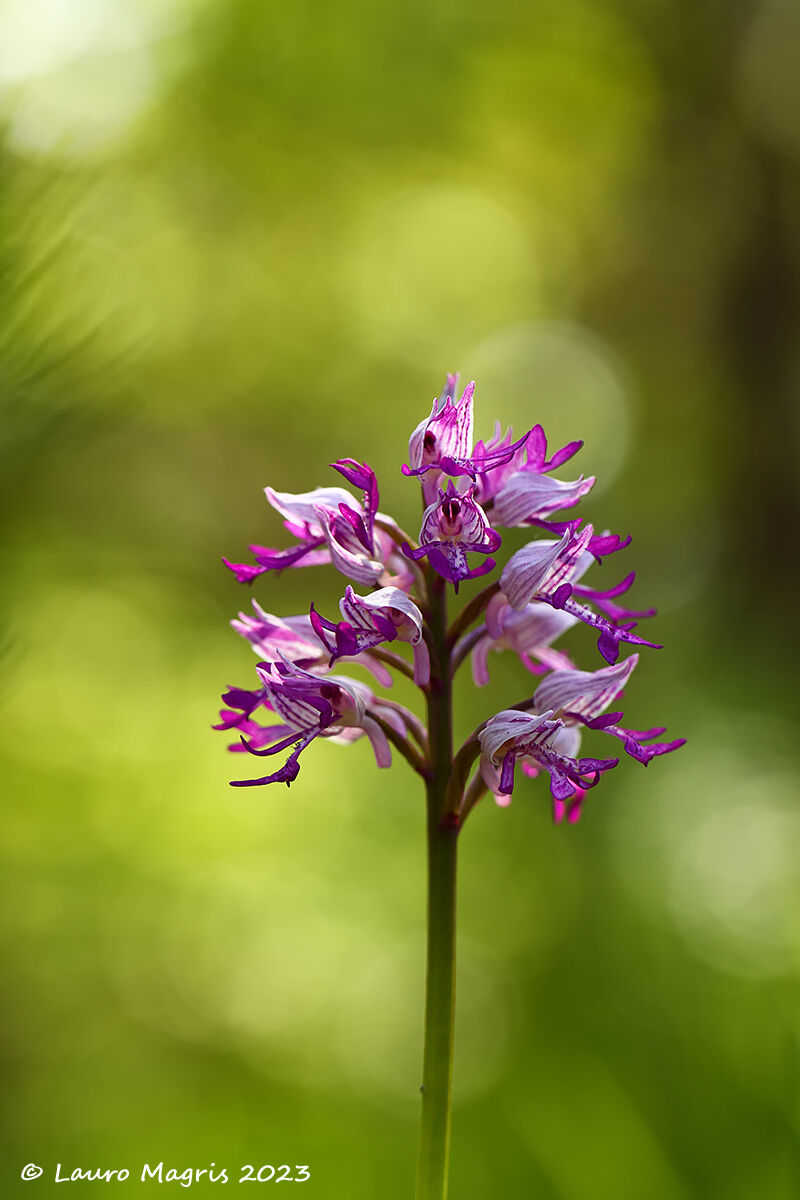 Orchidea militare (Orchis militaris)