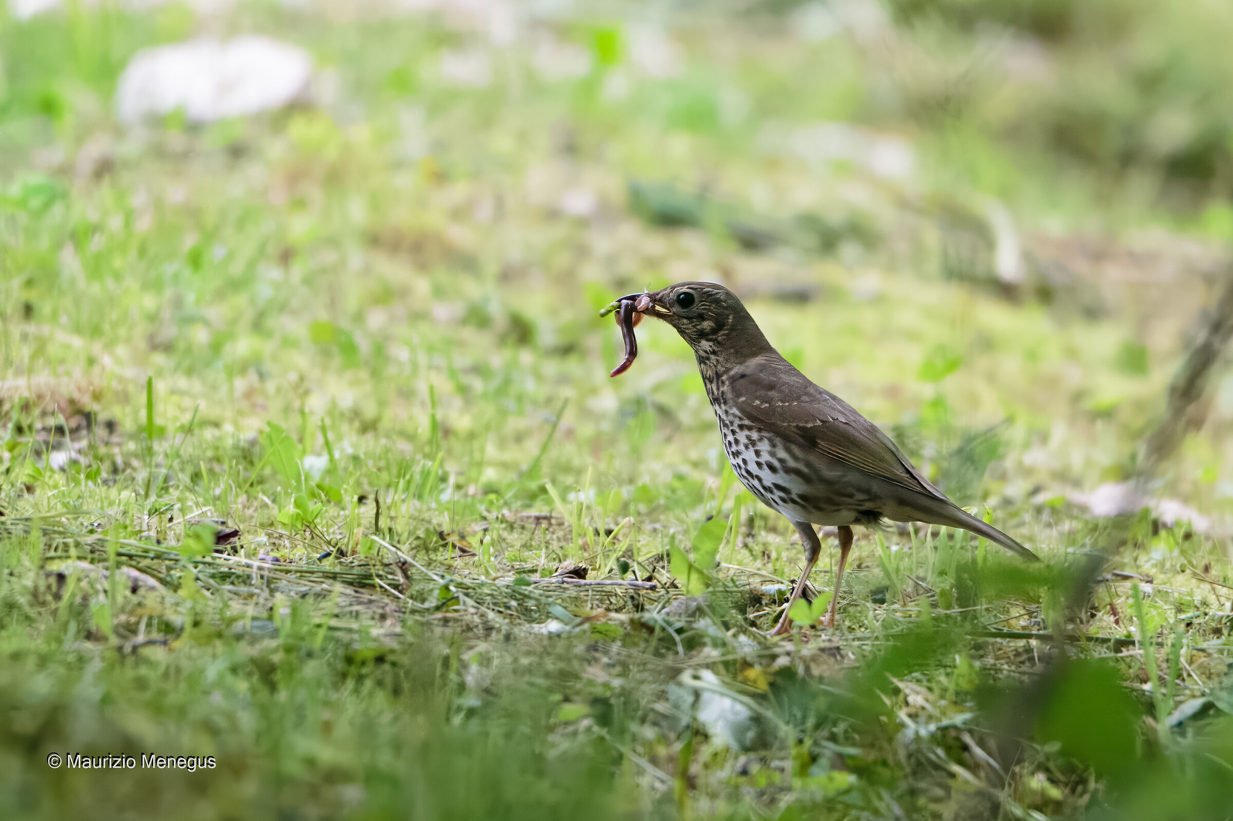Tordo bottaccio con preda Dolomiti
