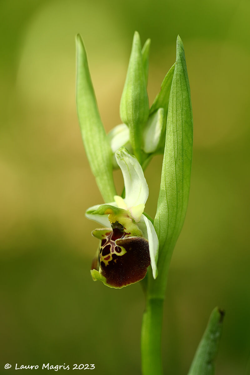 Ofride dei fuchi - Ophrys holosericea