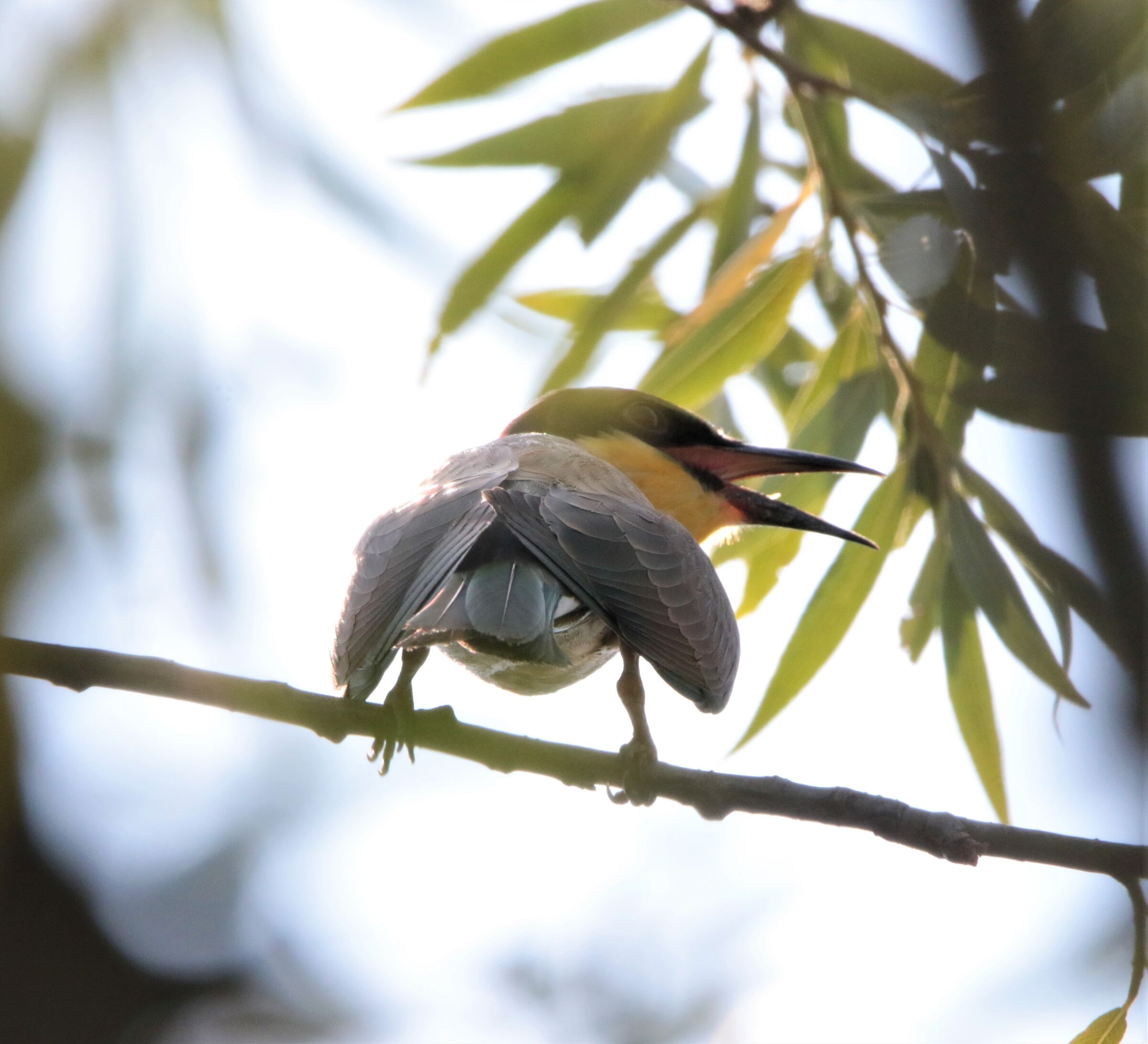 Young bee-eater to wean