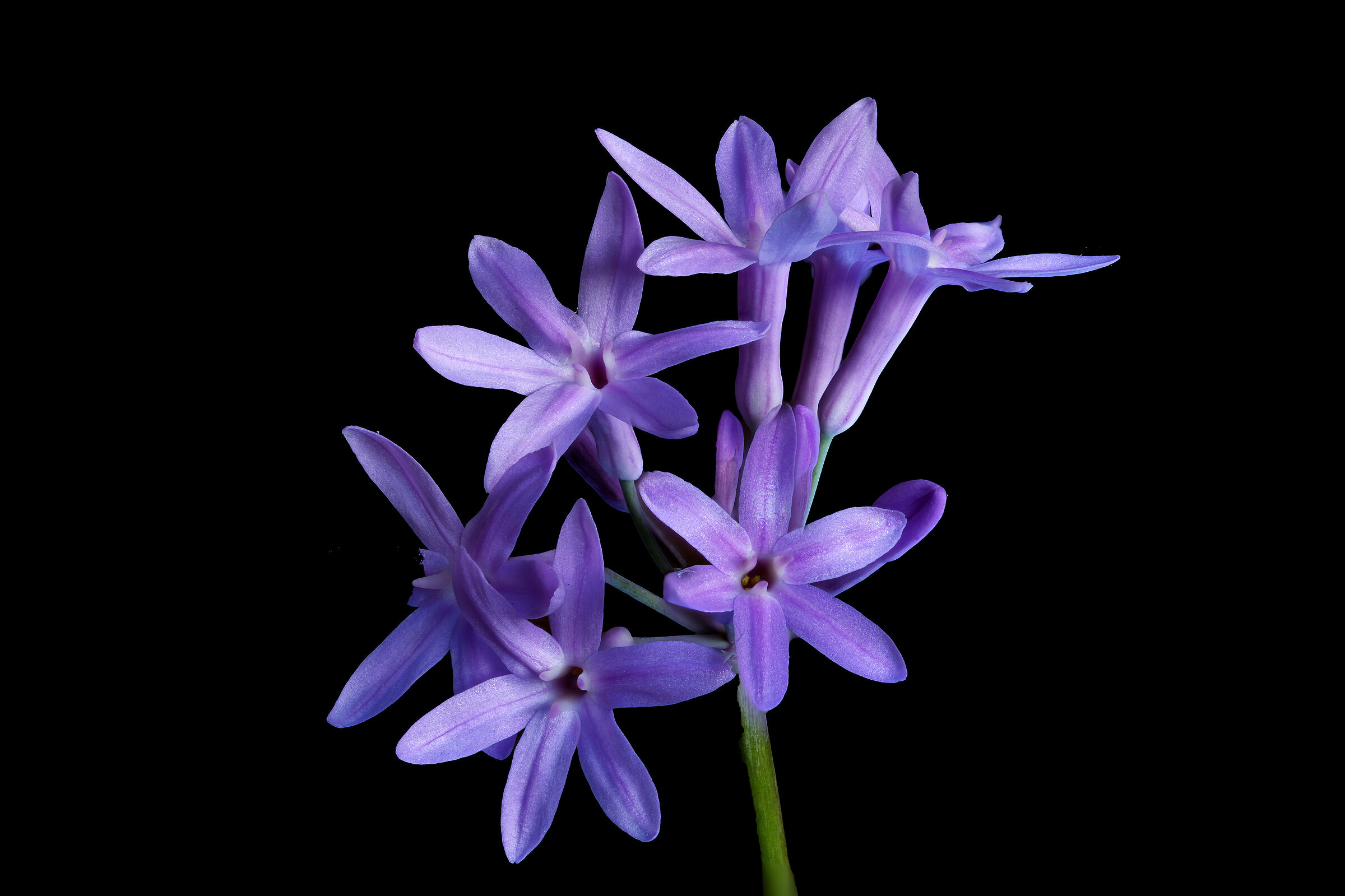 Tulbaghia violacea...