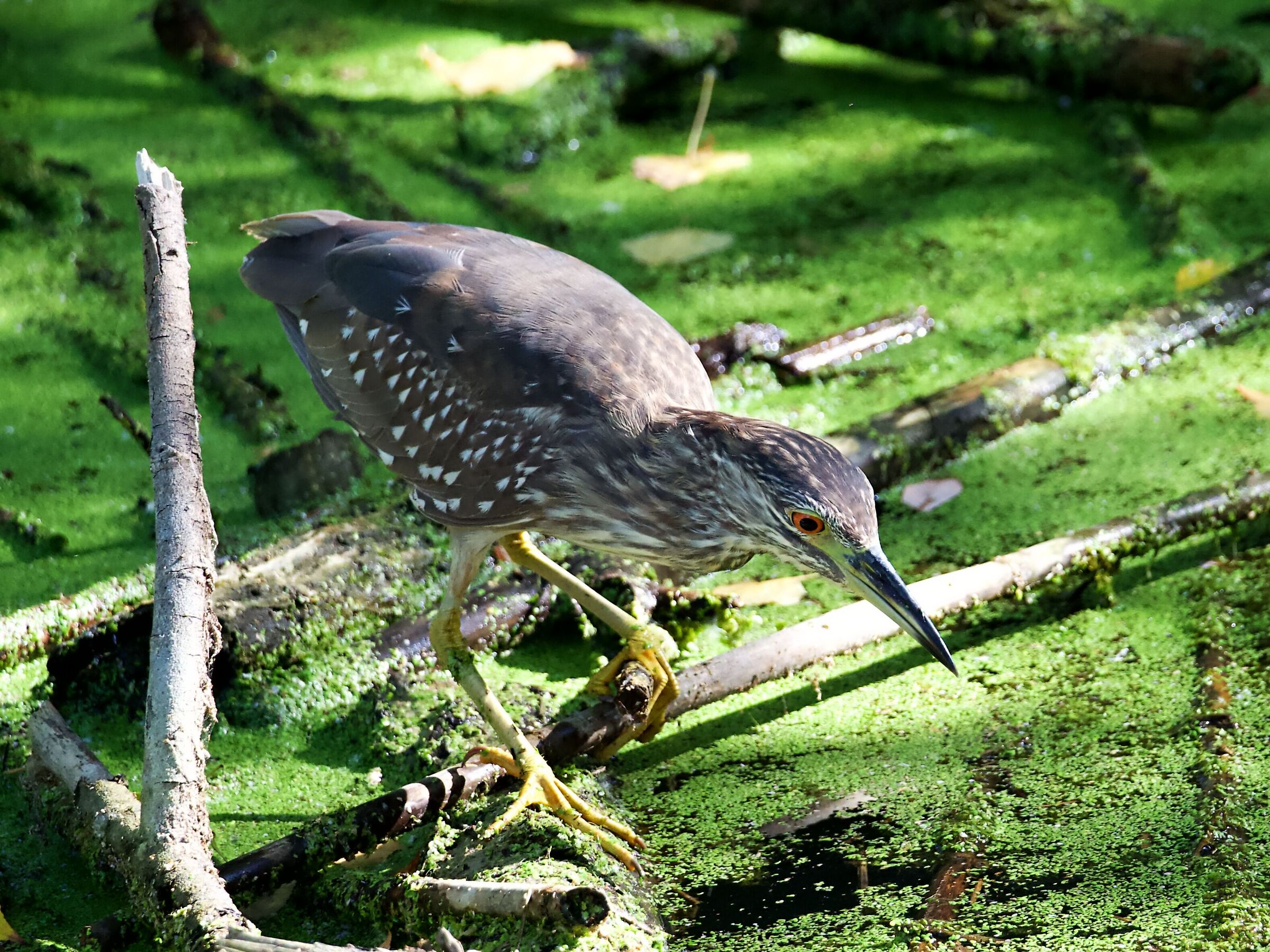 Nicticora Juv hunting