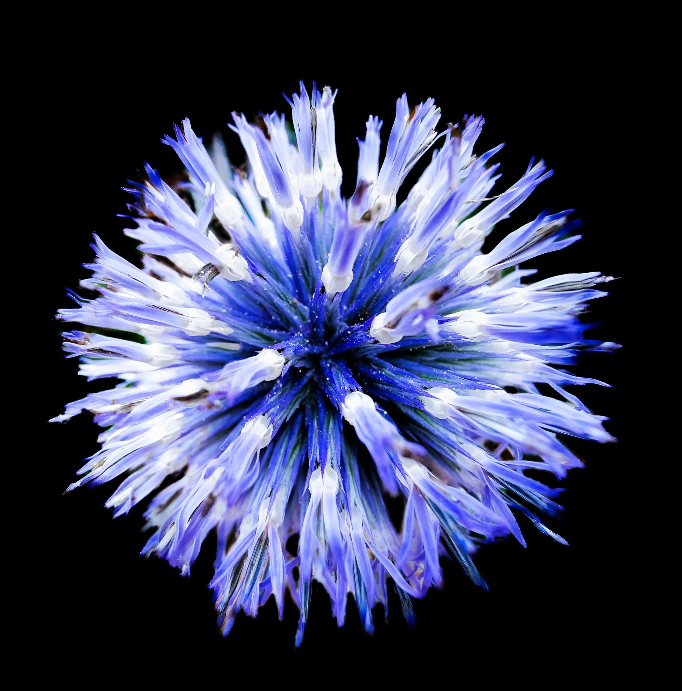 Echinops  ritro  blue