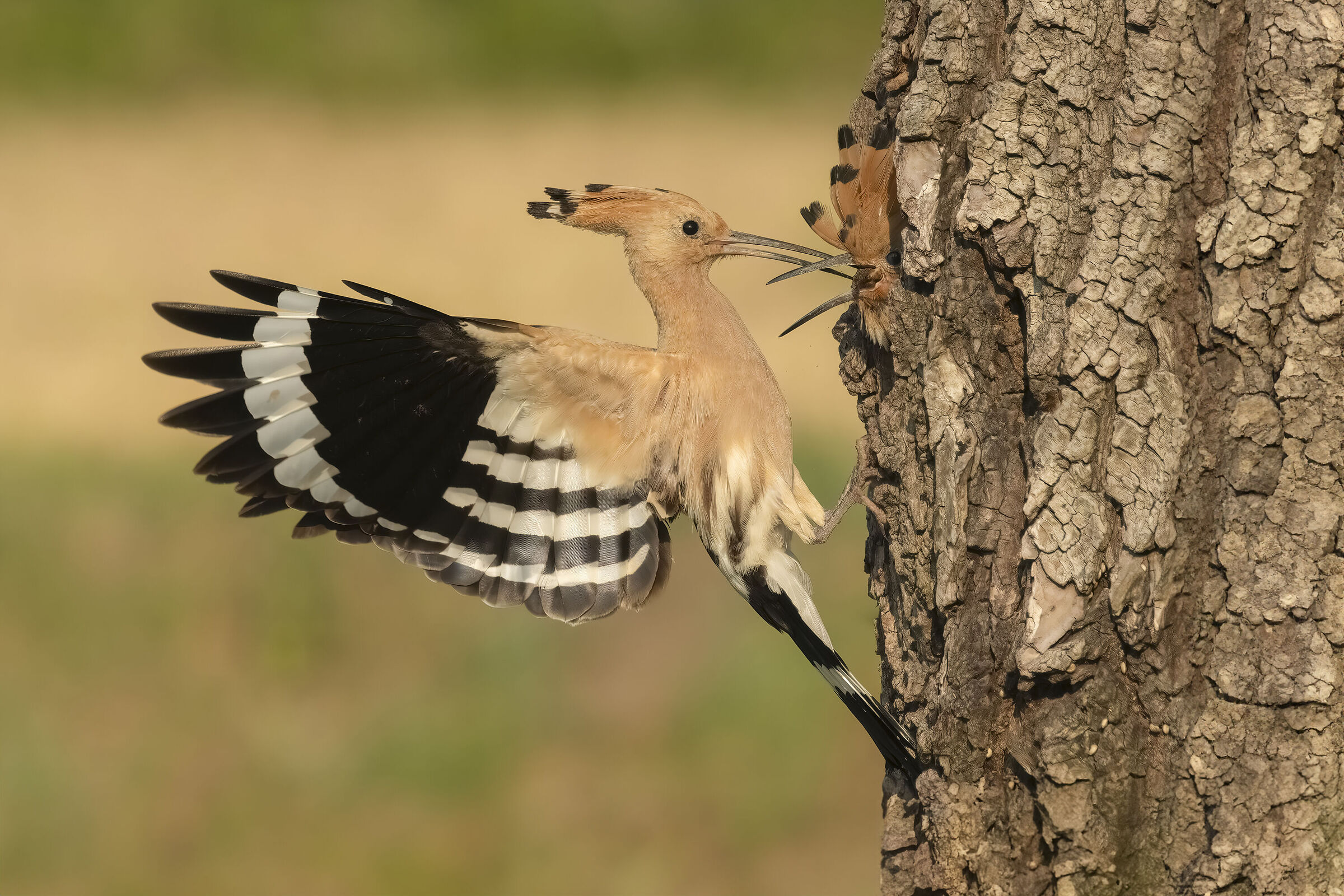 Hoopoe