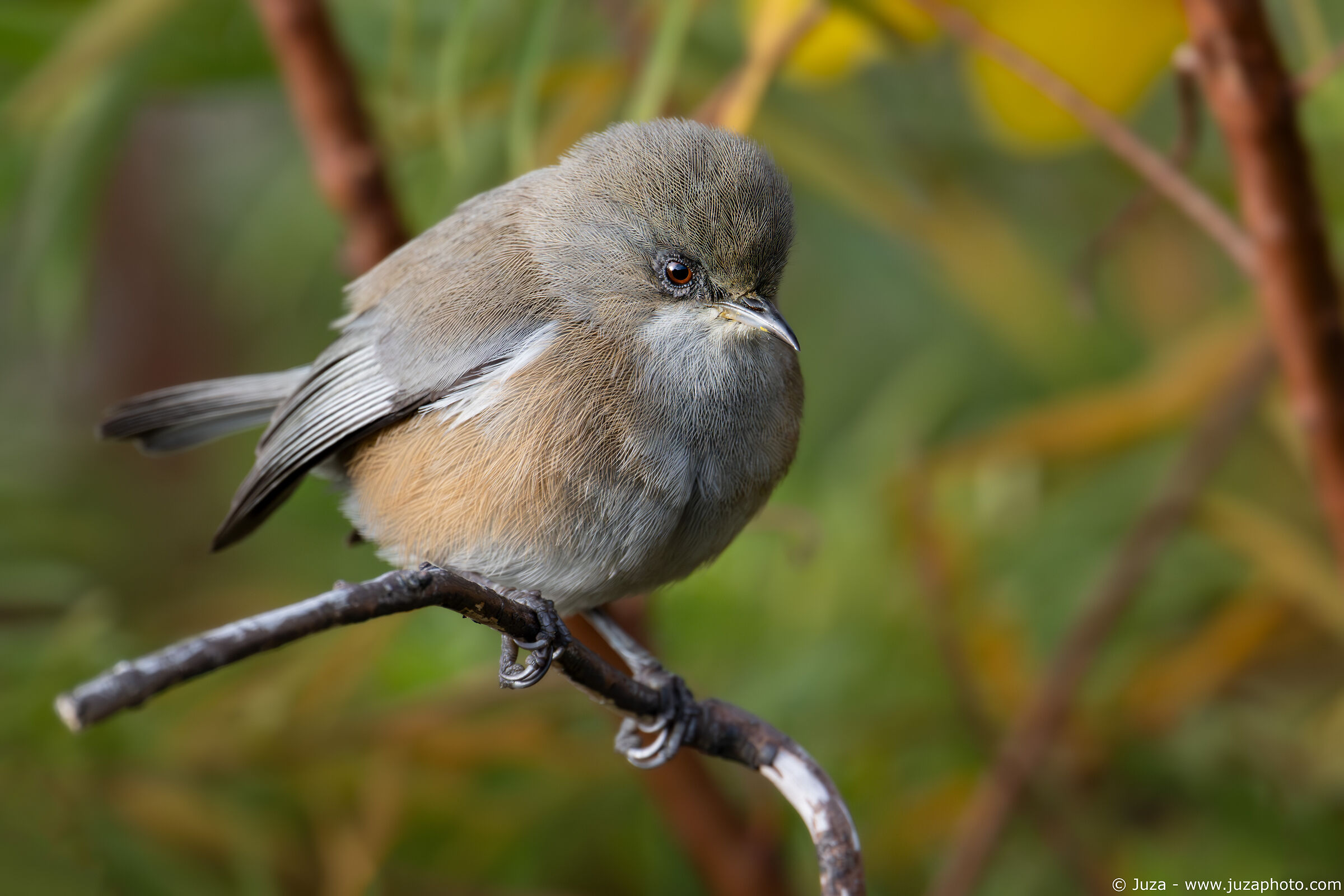 Zosterops borbonicus (Occhialino del Bourbon)