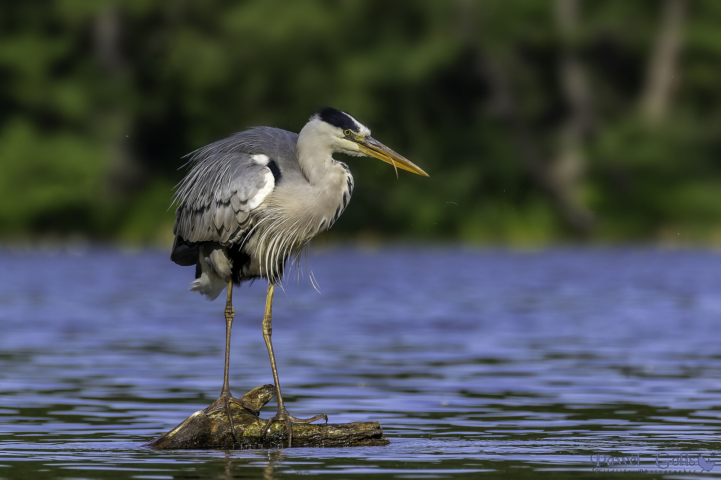 Airone cenerino (Ardea cinerea)