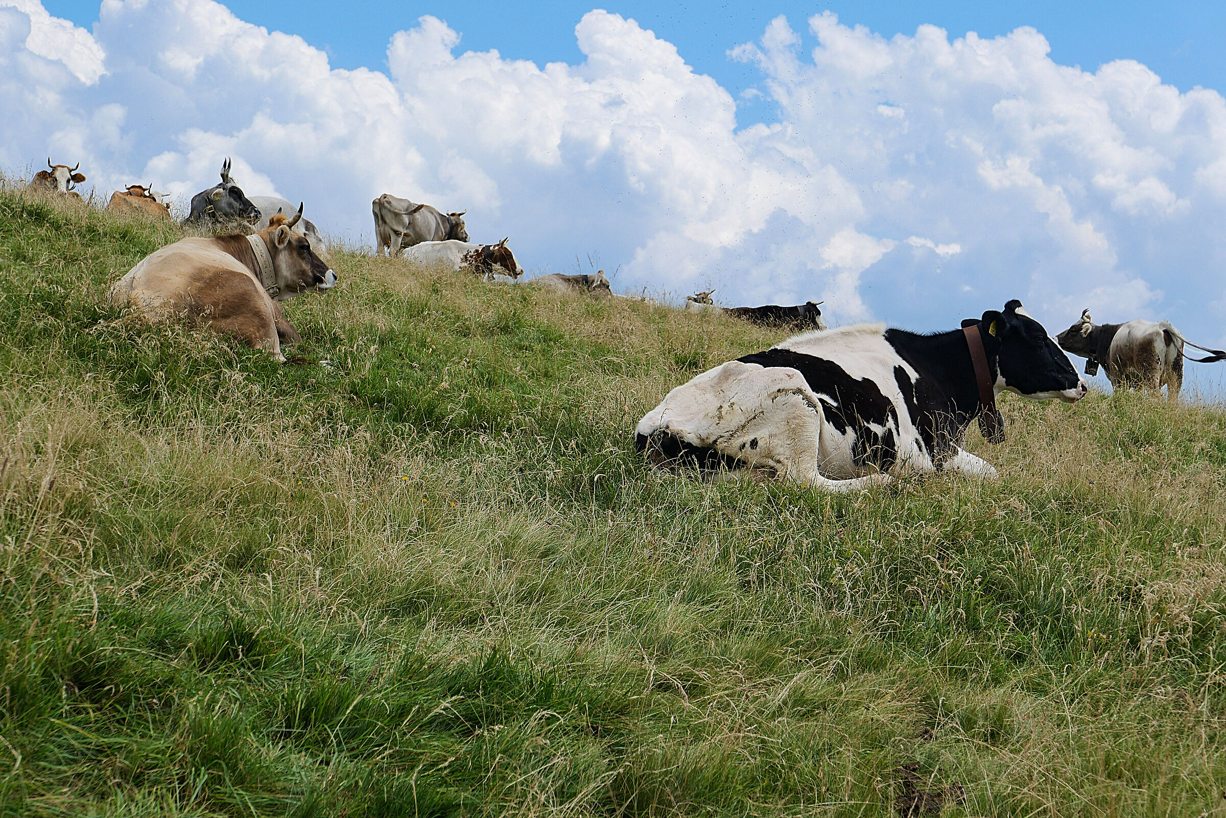 Segantini al Monte Avaro