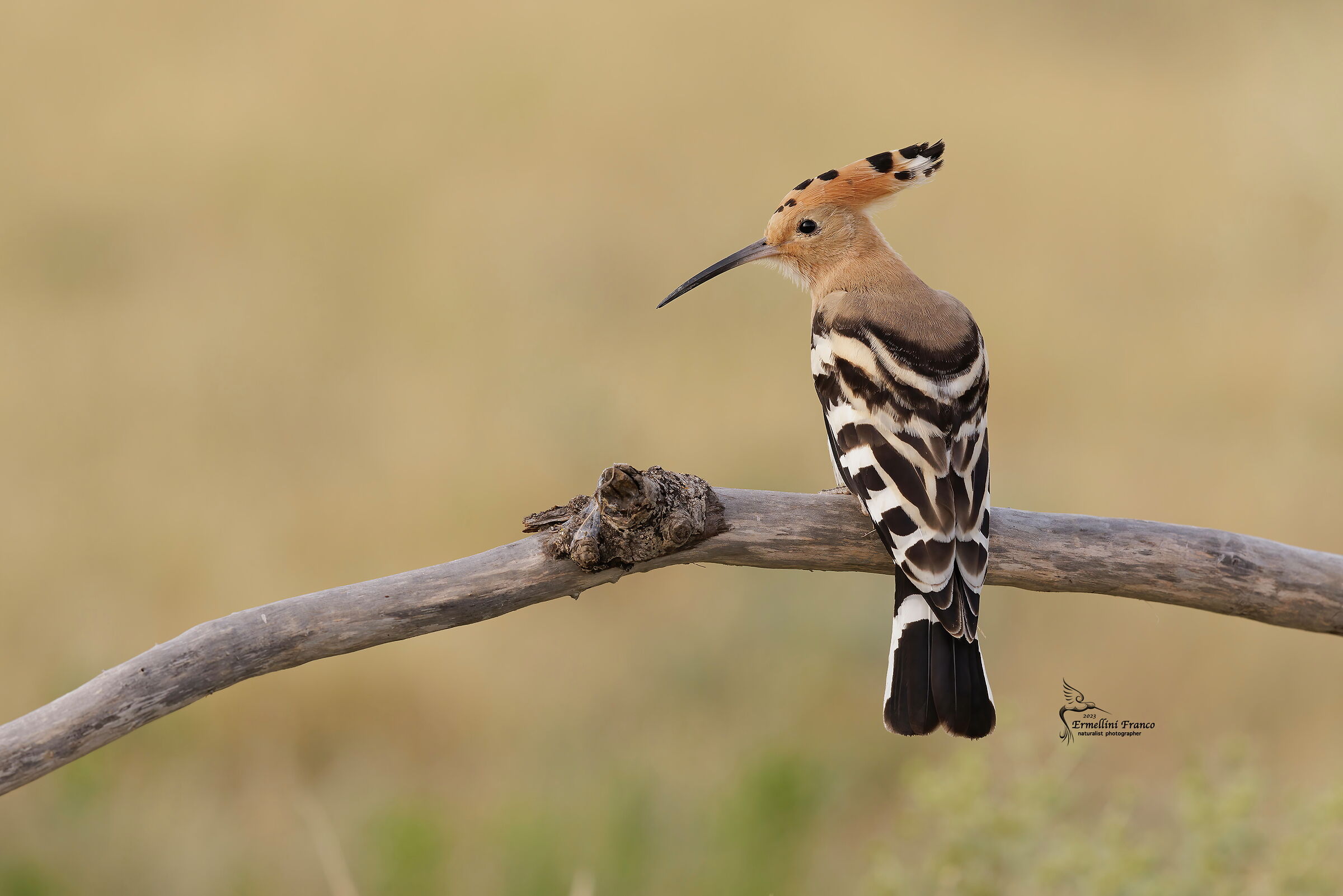 Hoopoe