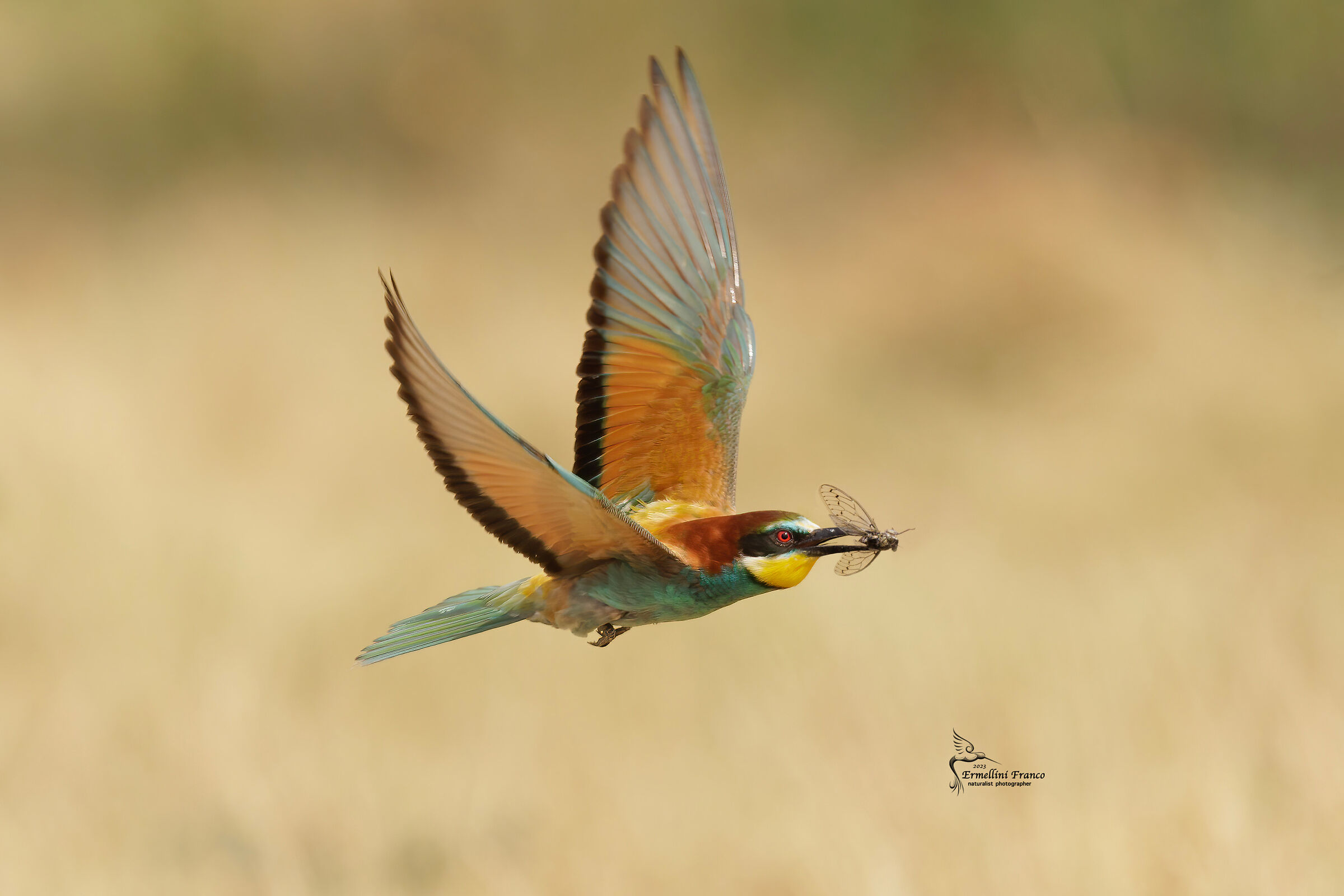 Bee-eater