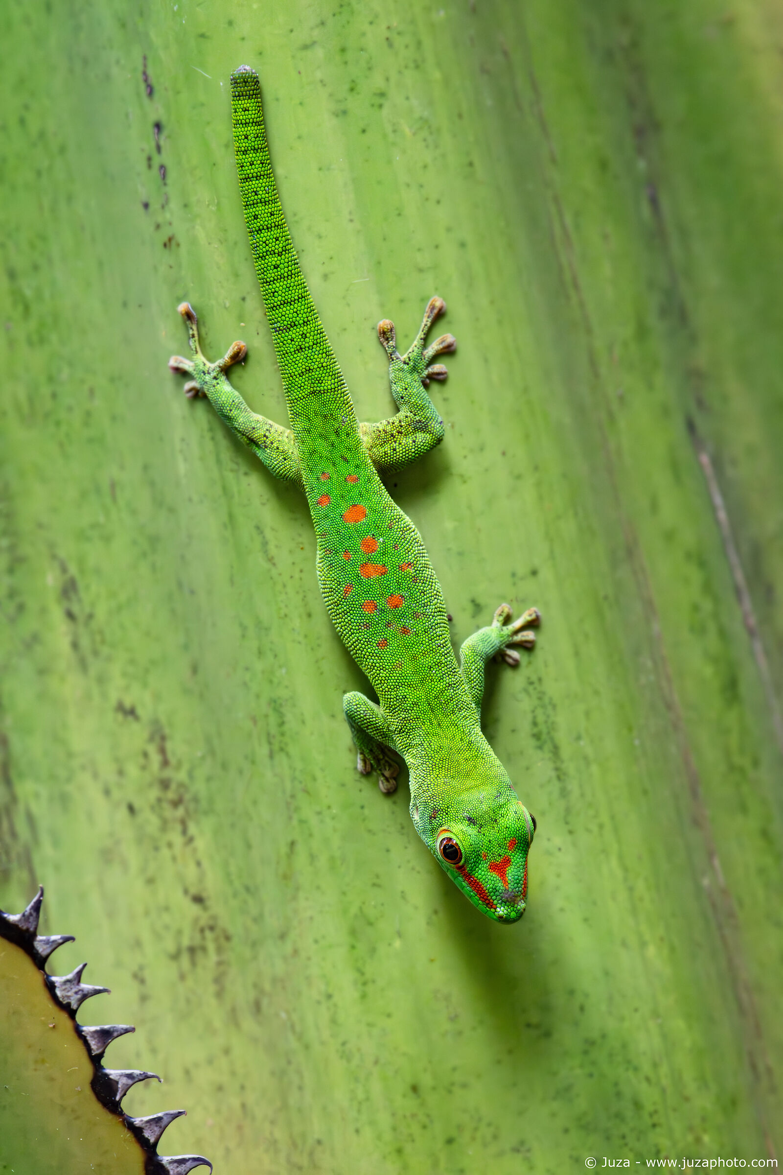 Phelsuma grandis su agave