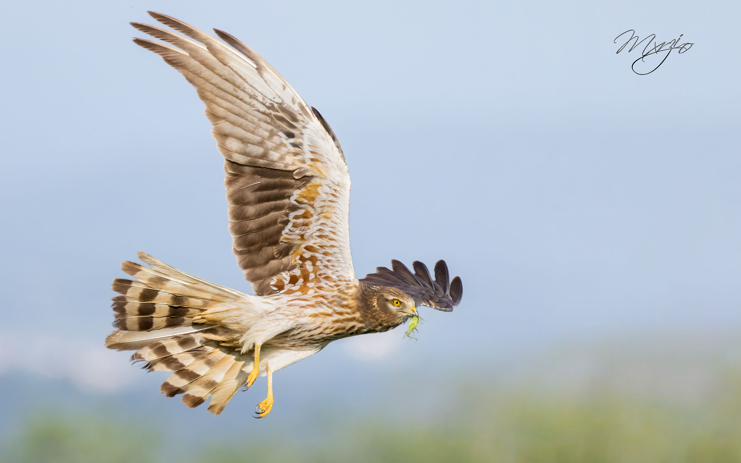 Harrier with grasshopper