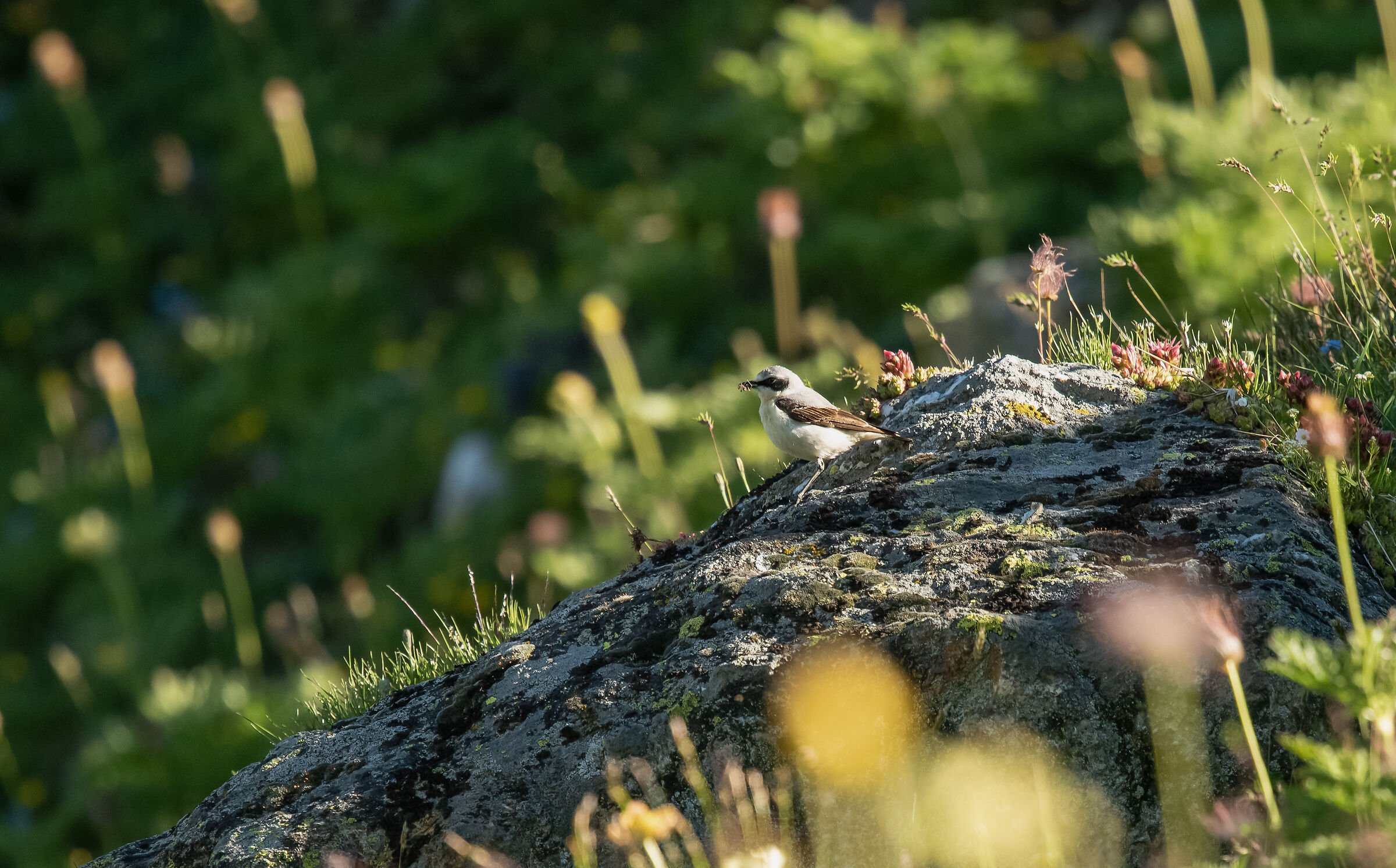 northern wheatear