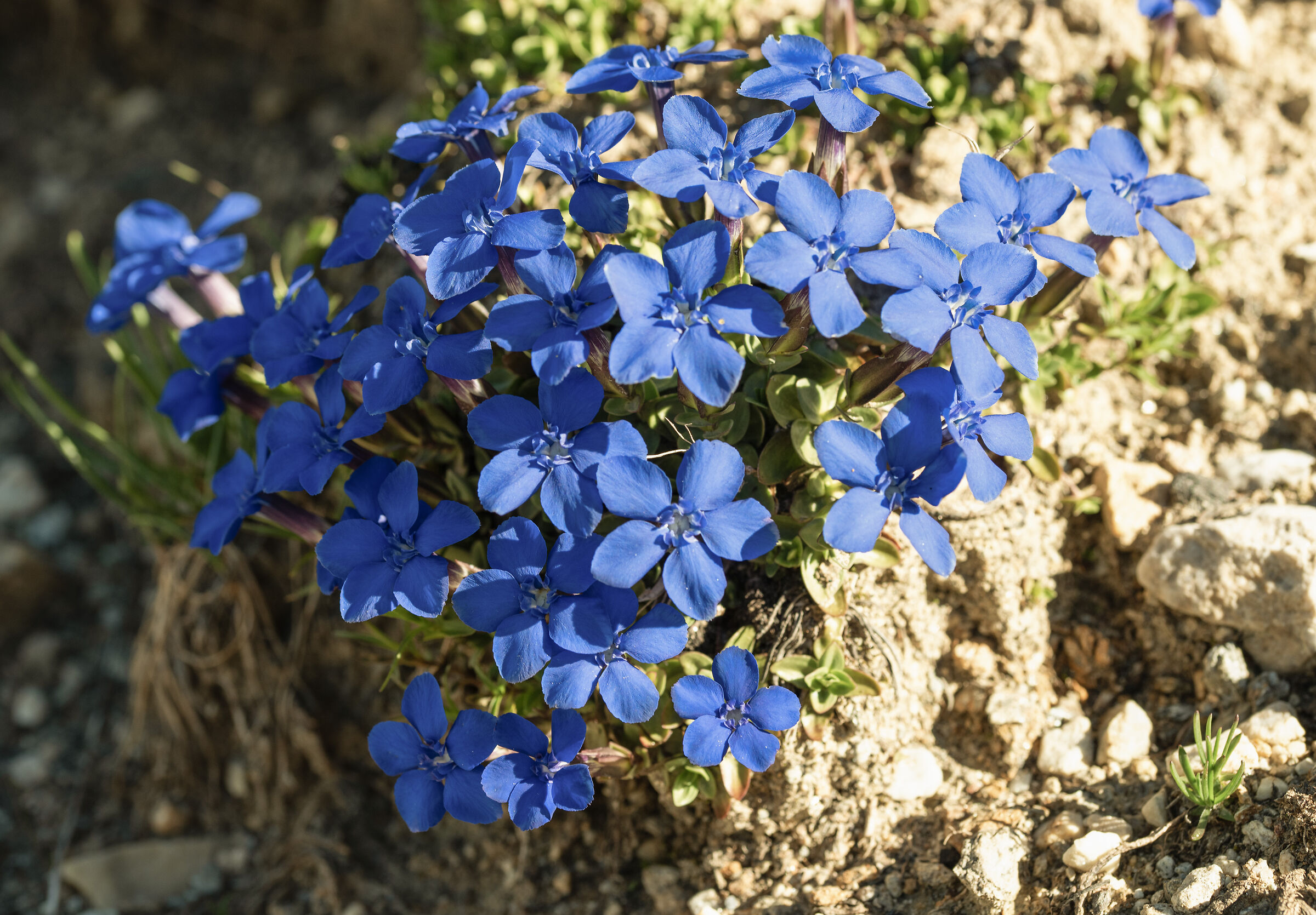 gentianelle