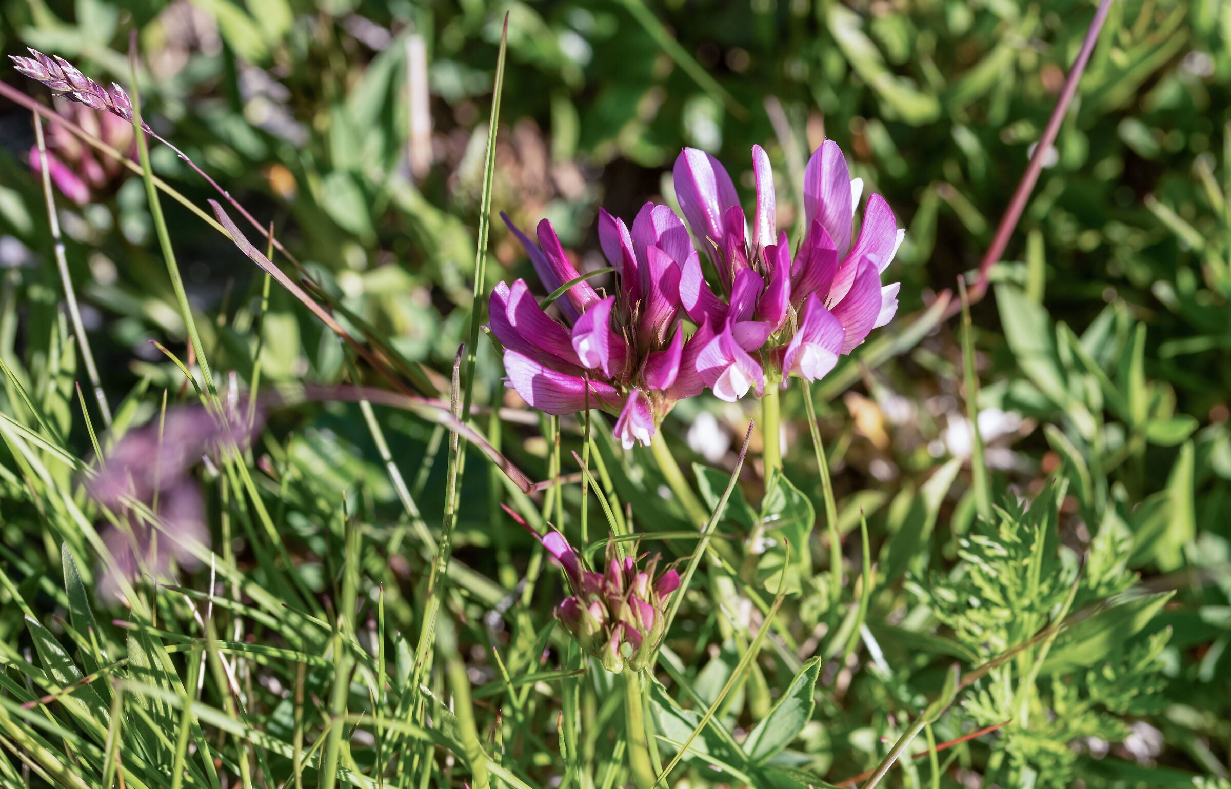 Alpine clover