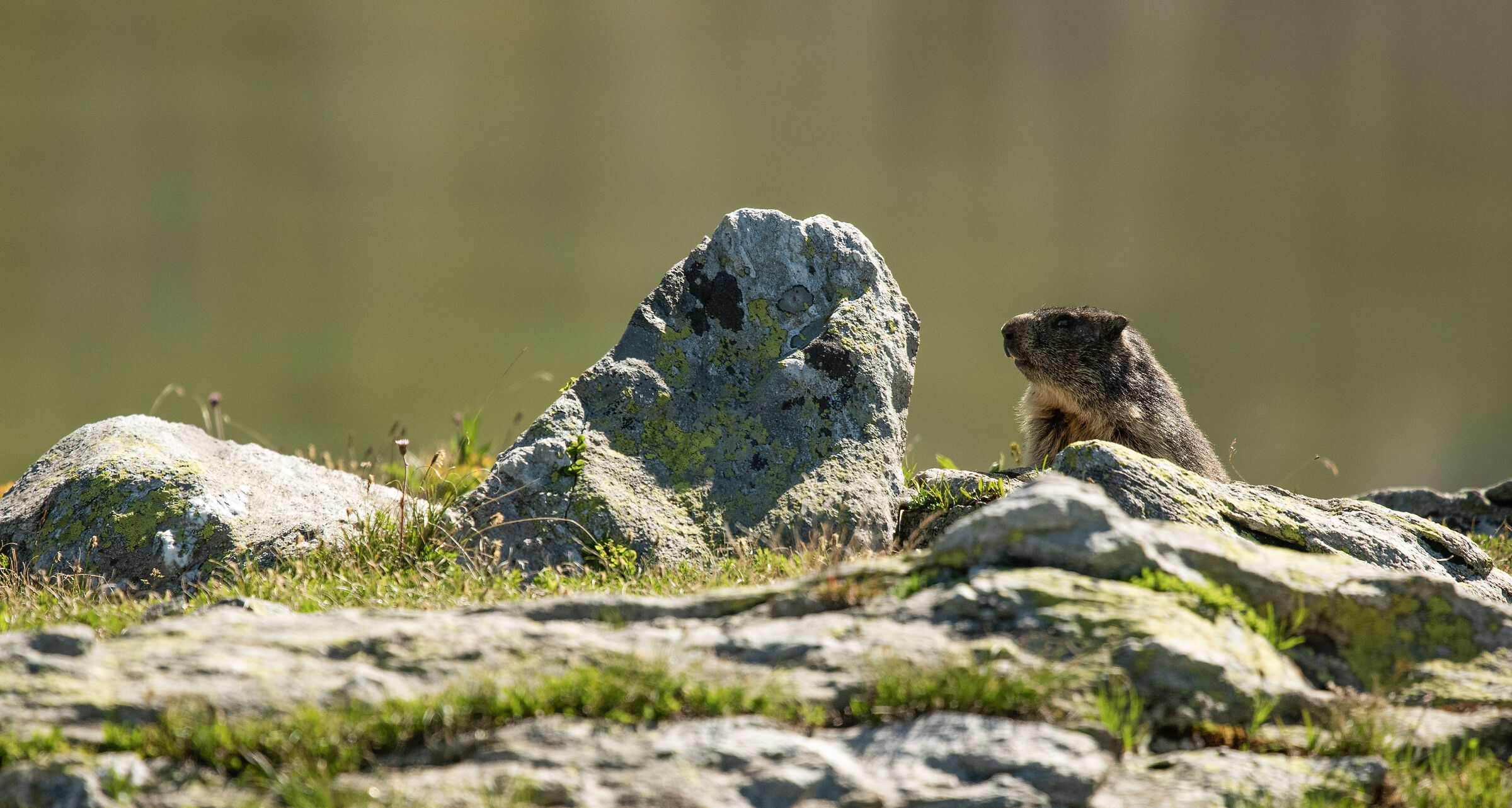 marmot