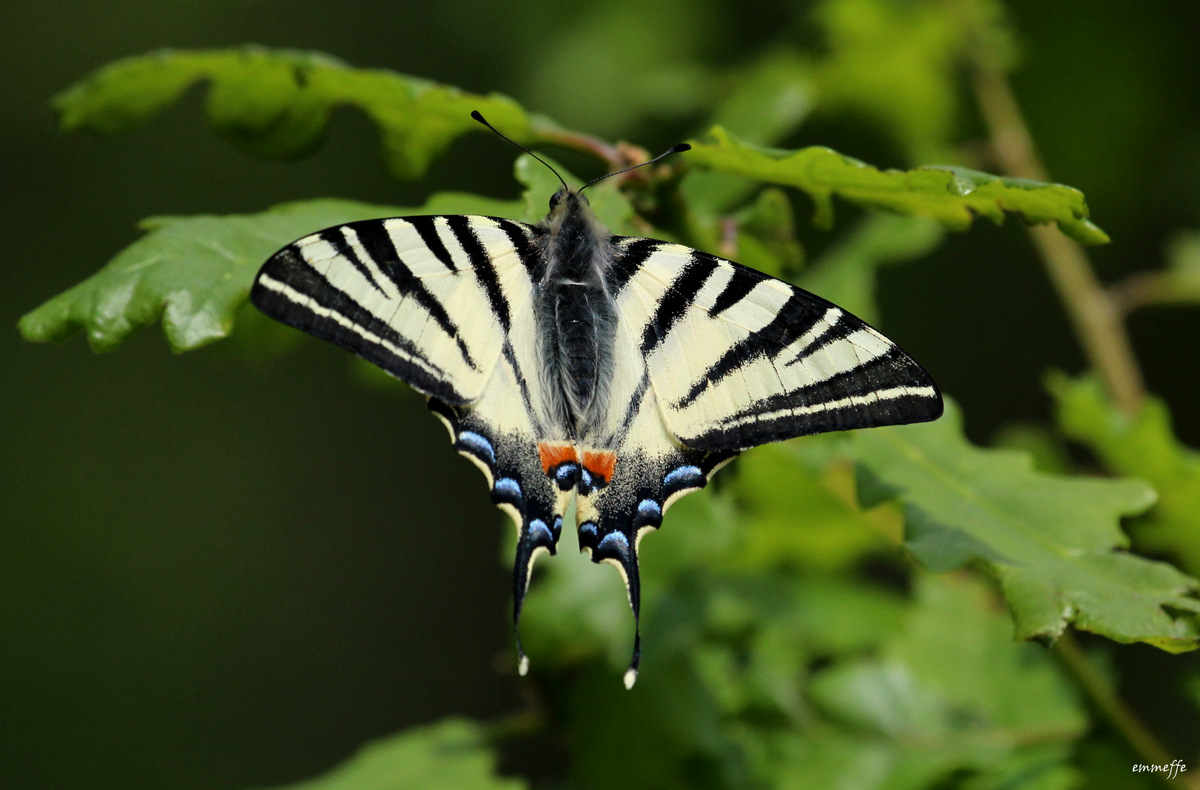 Iphiclides podalirius