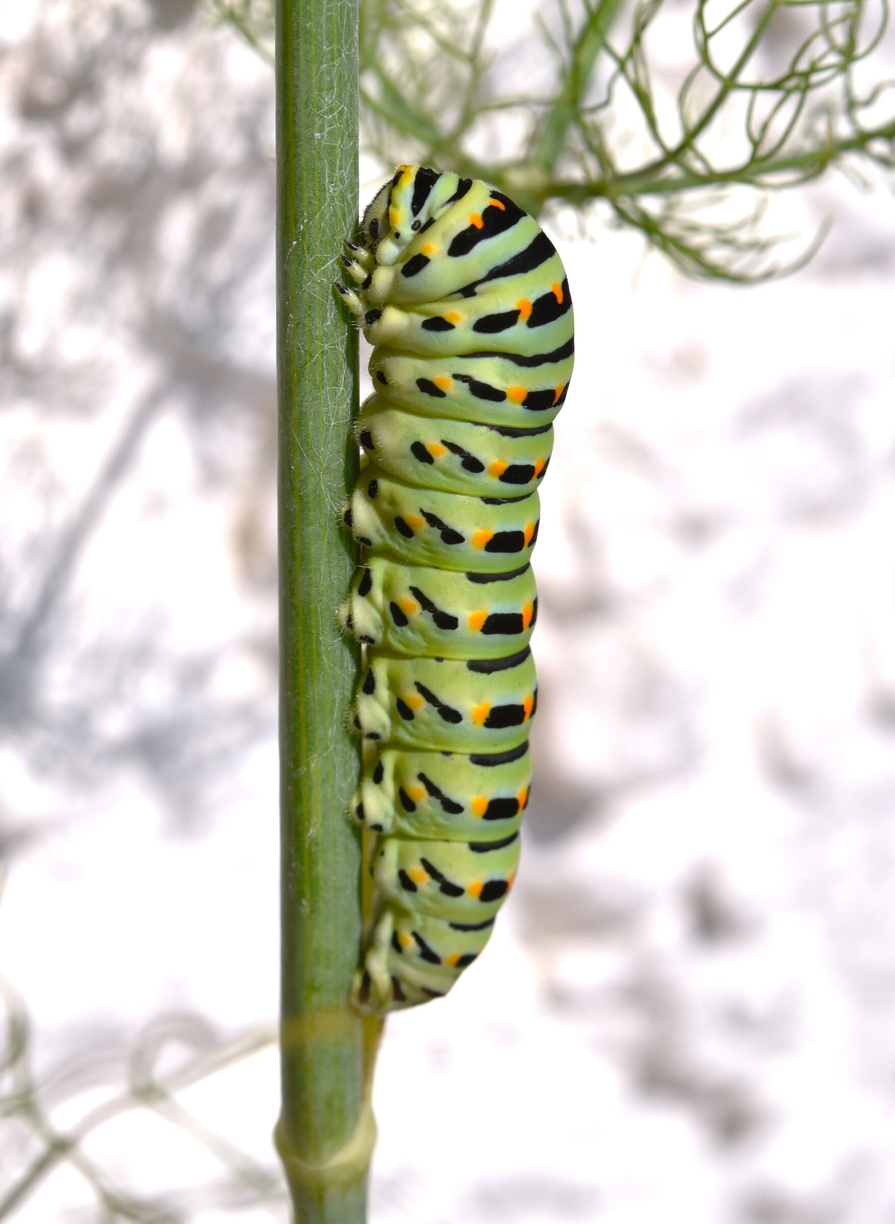 swallowtail caterpillar