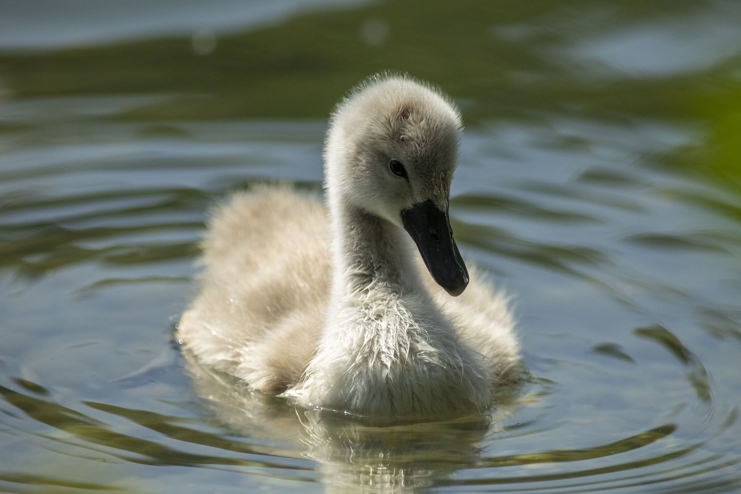 Puppie Swan