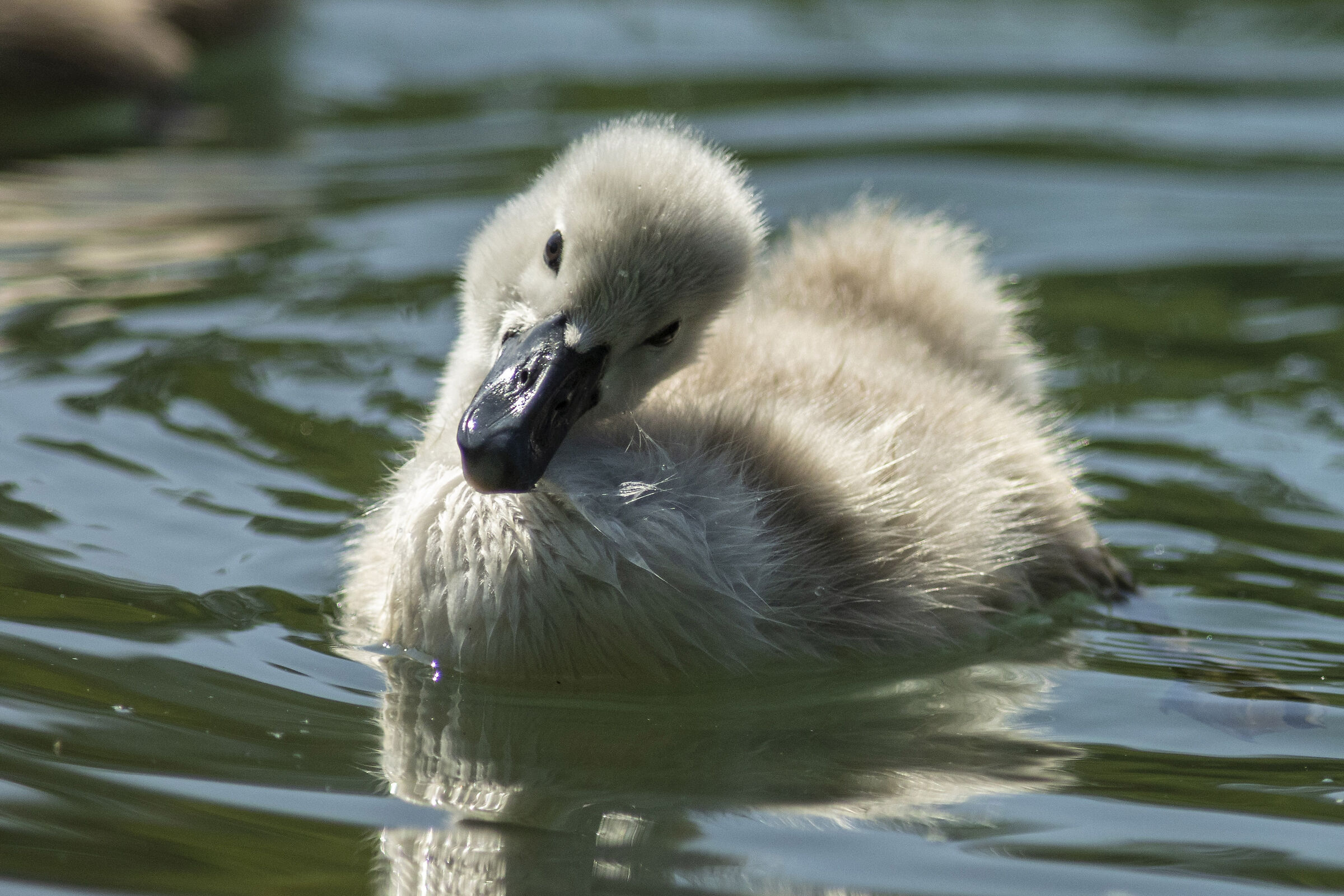 Puppie Swan 2