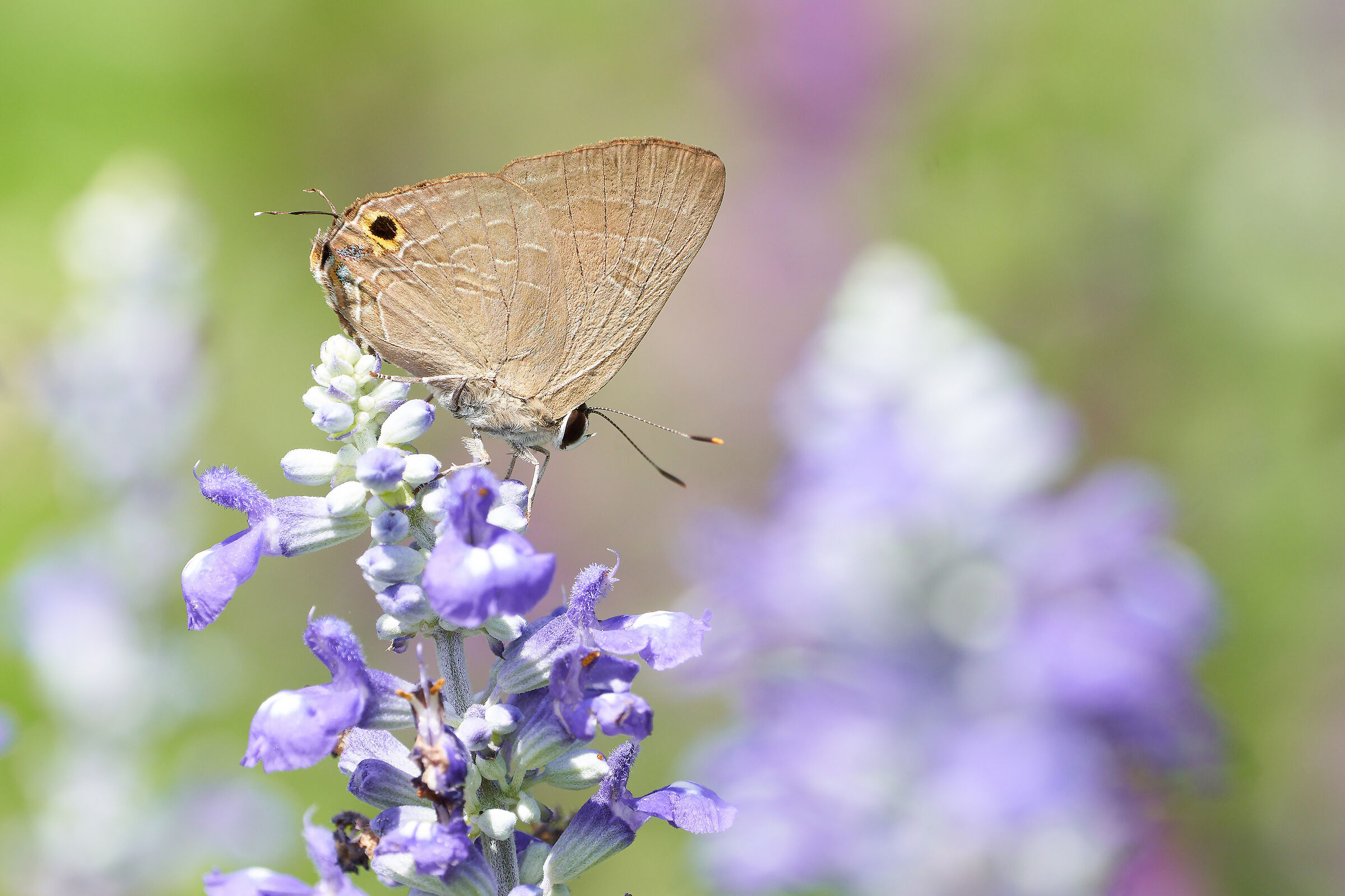 In cima al viola