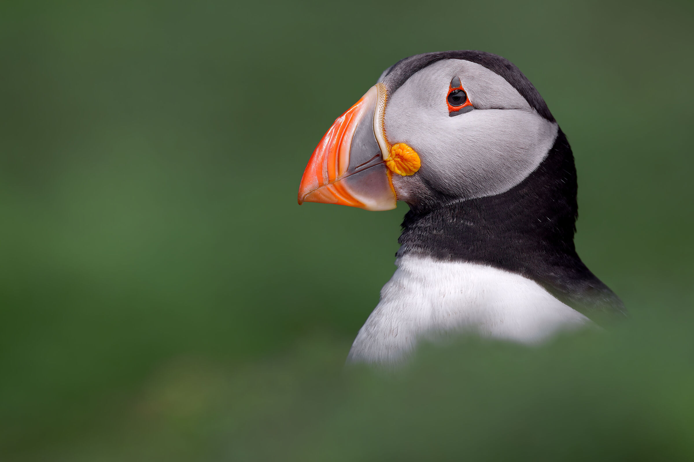 Puffin