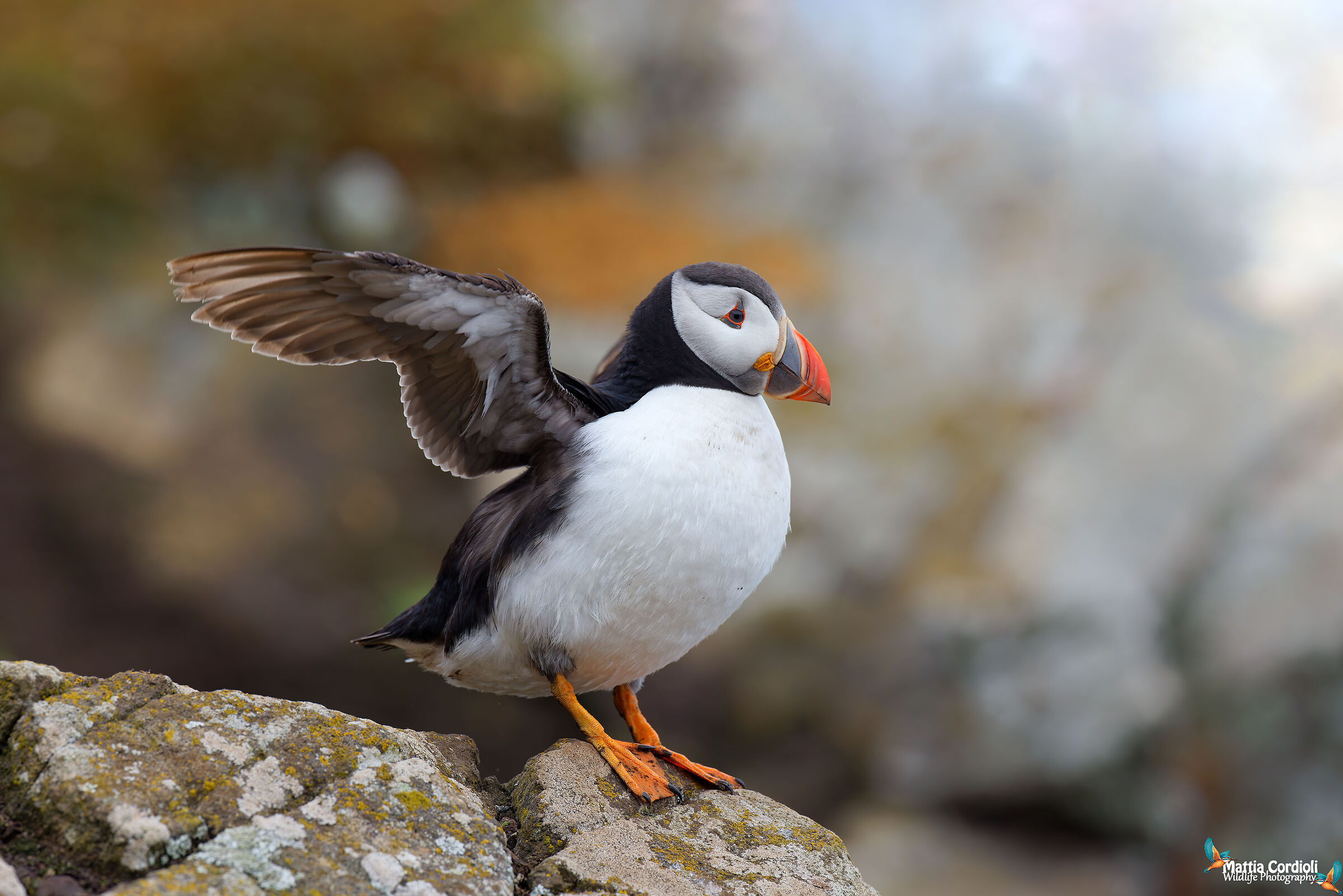 puffin