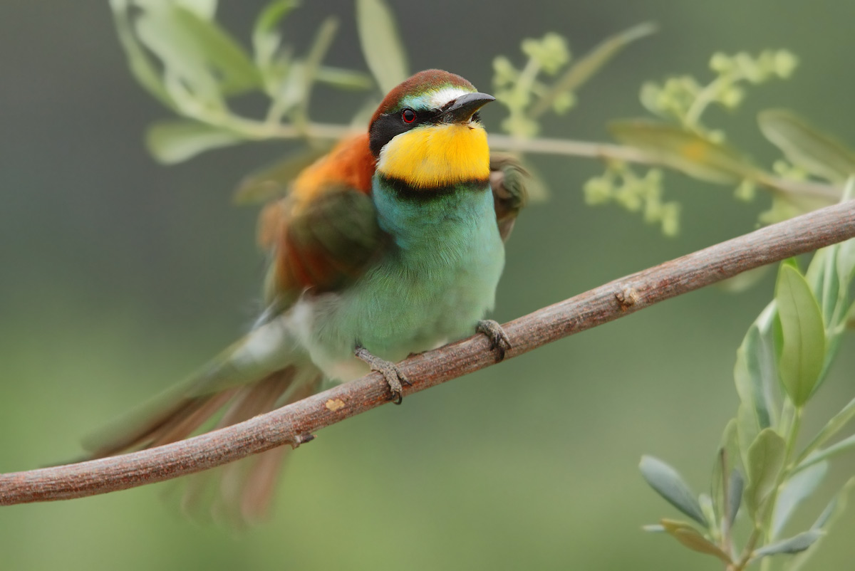 bee-eater