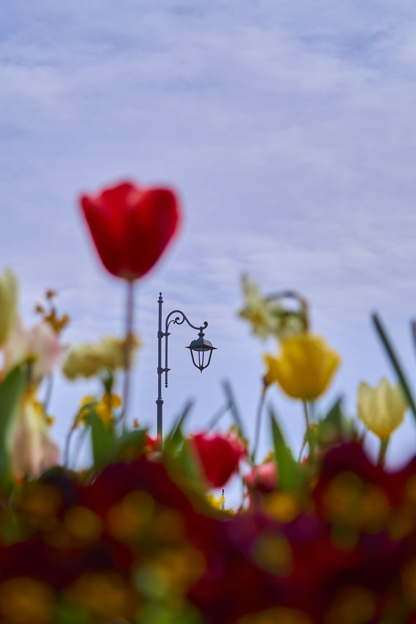 Tulip Bulb