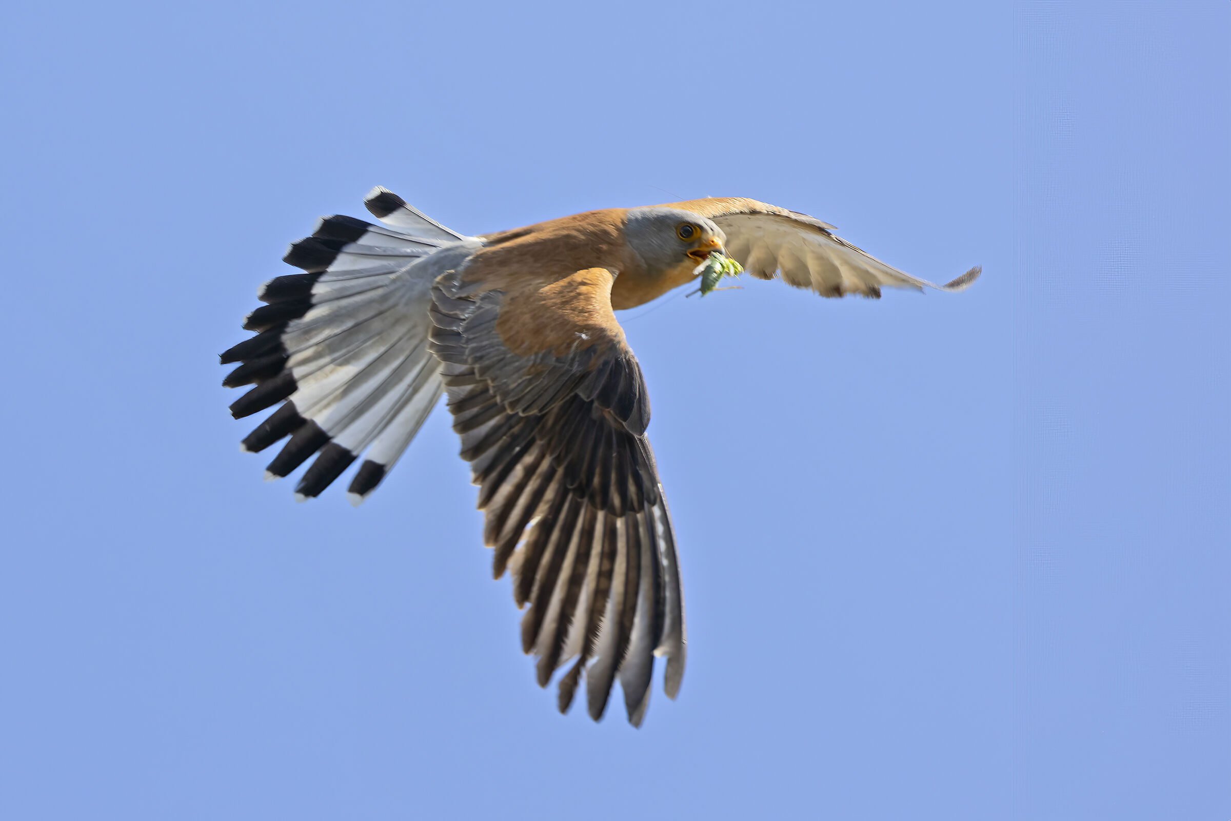 Kestrel in FLIGHT with Prey