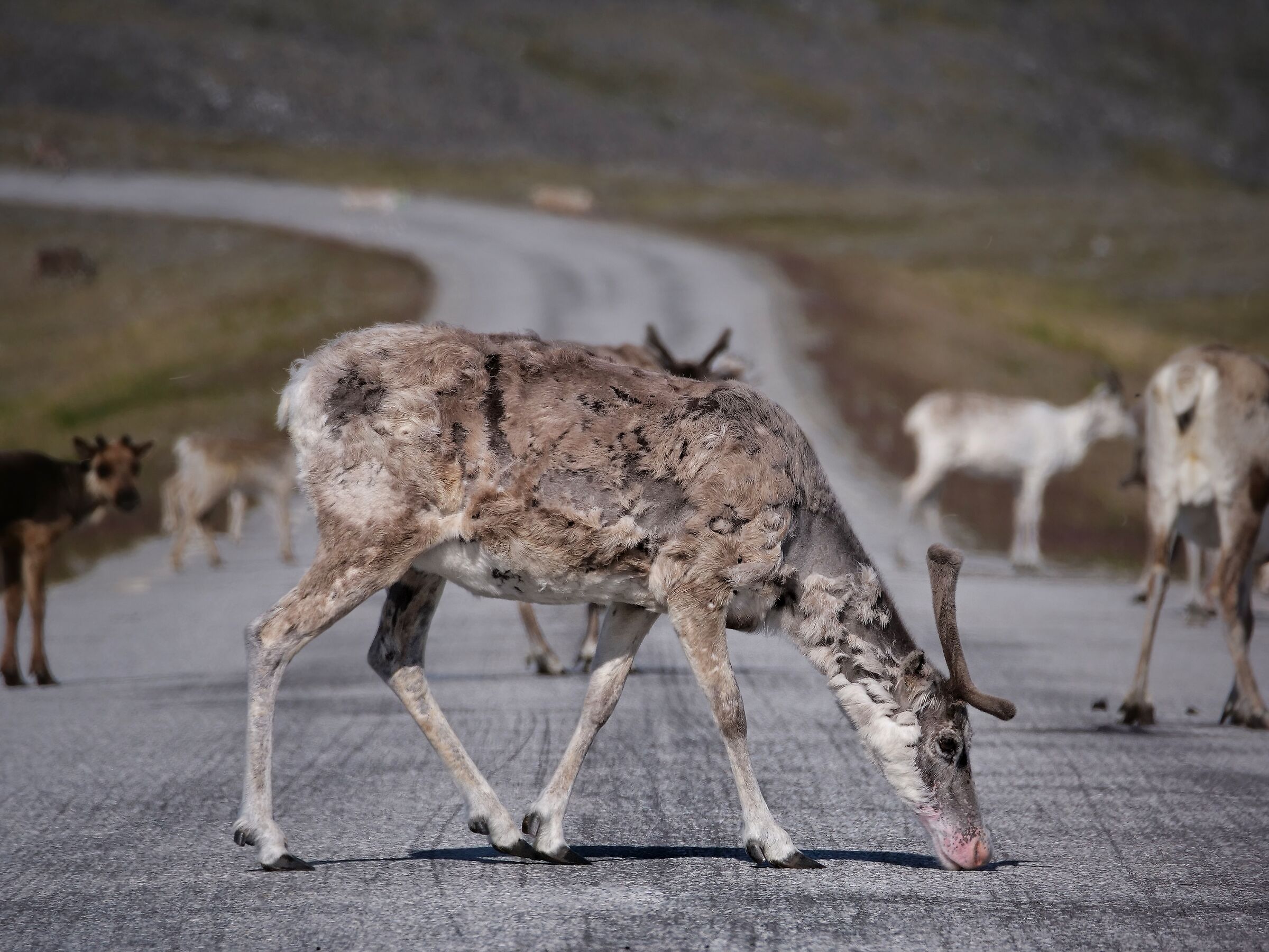 Reindeer at North Cape