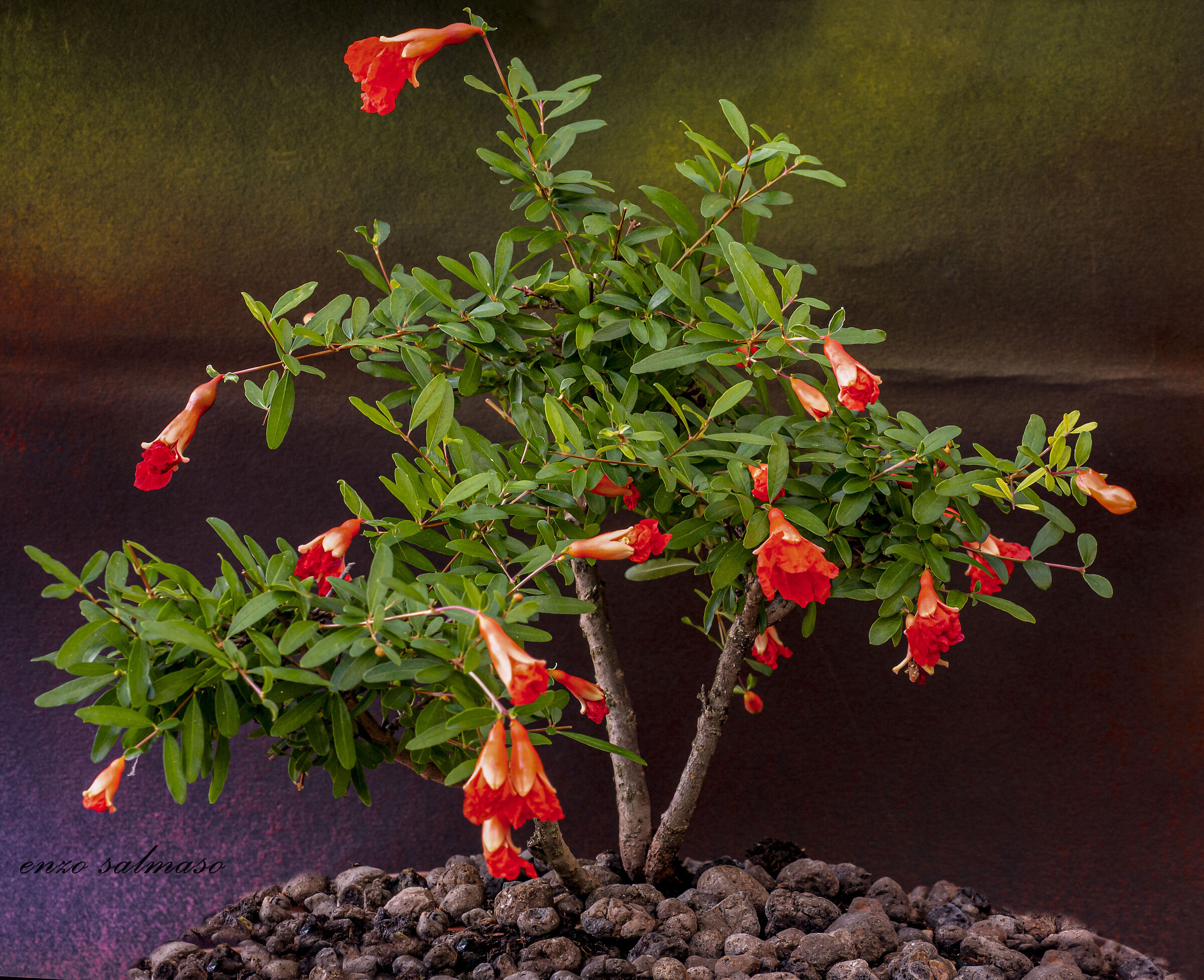 Bonsai di melograno, in fiore..