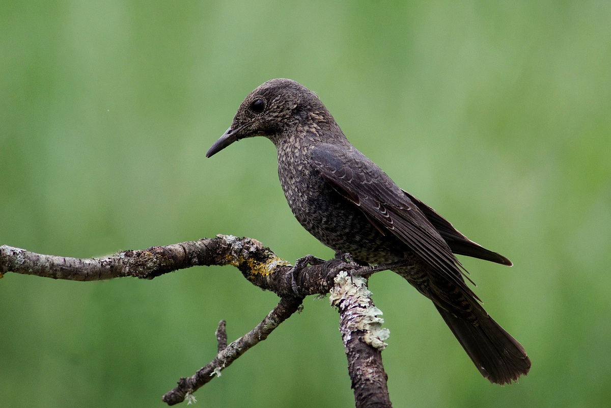 Passero solitario (femmina)