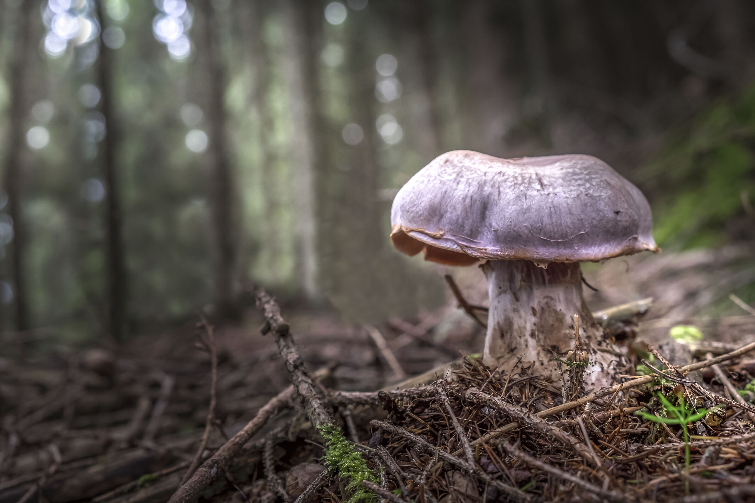 In the undergrowth of the Dolomites