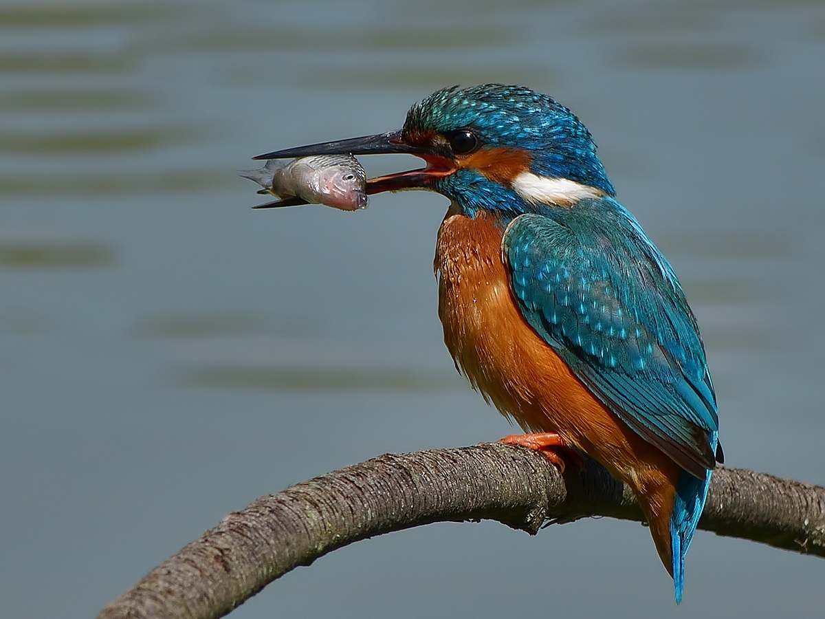 L'ultima bollicina...