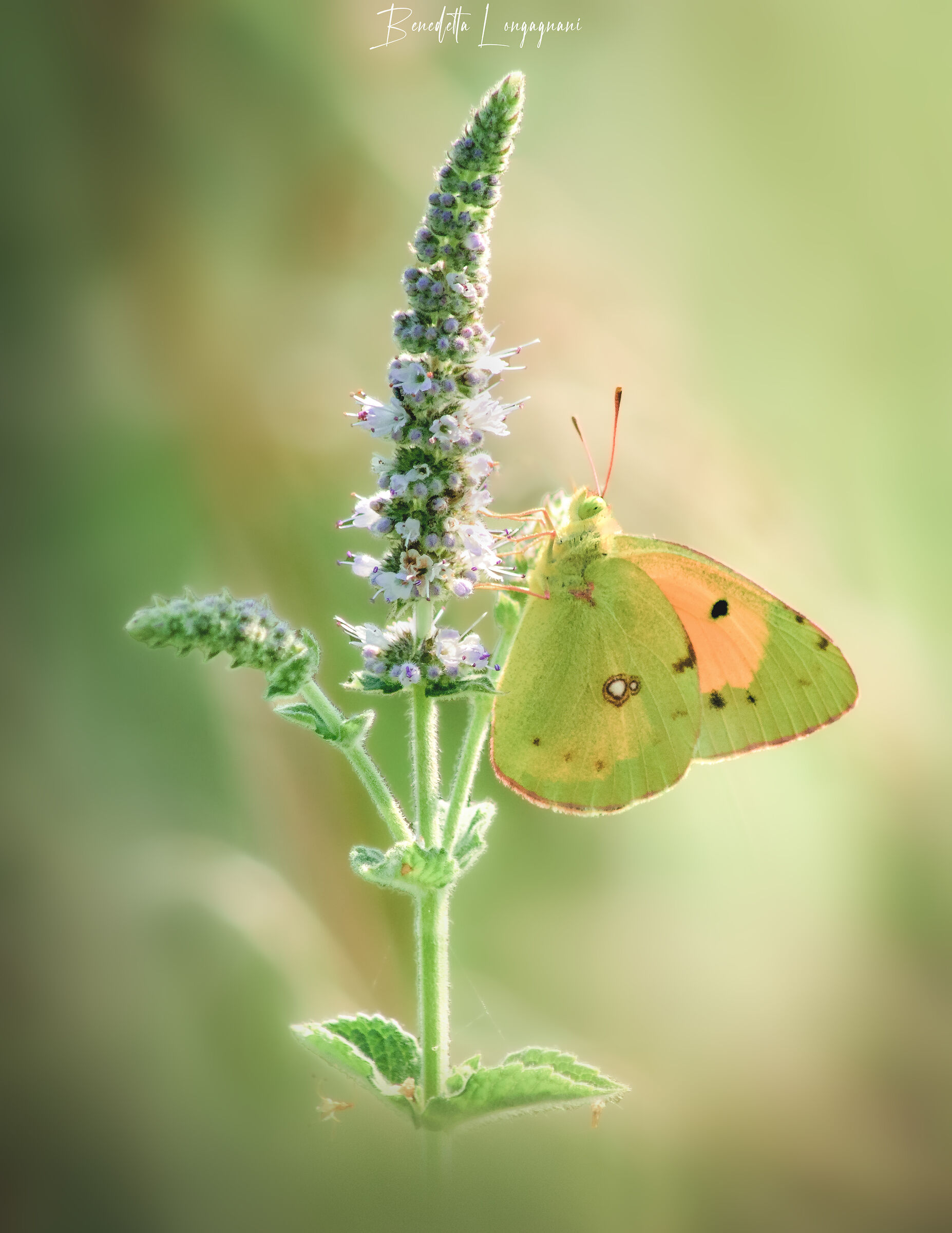 Colias Crocea