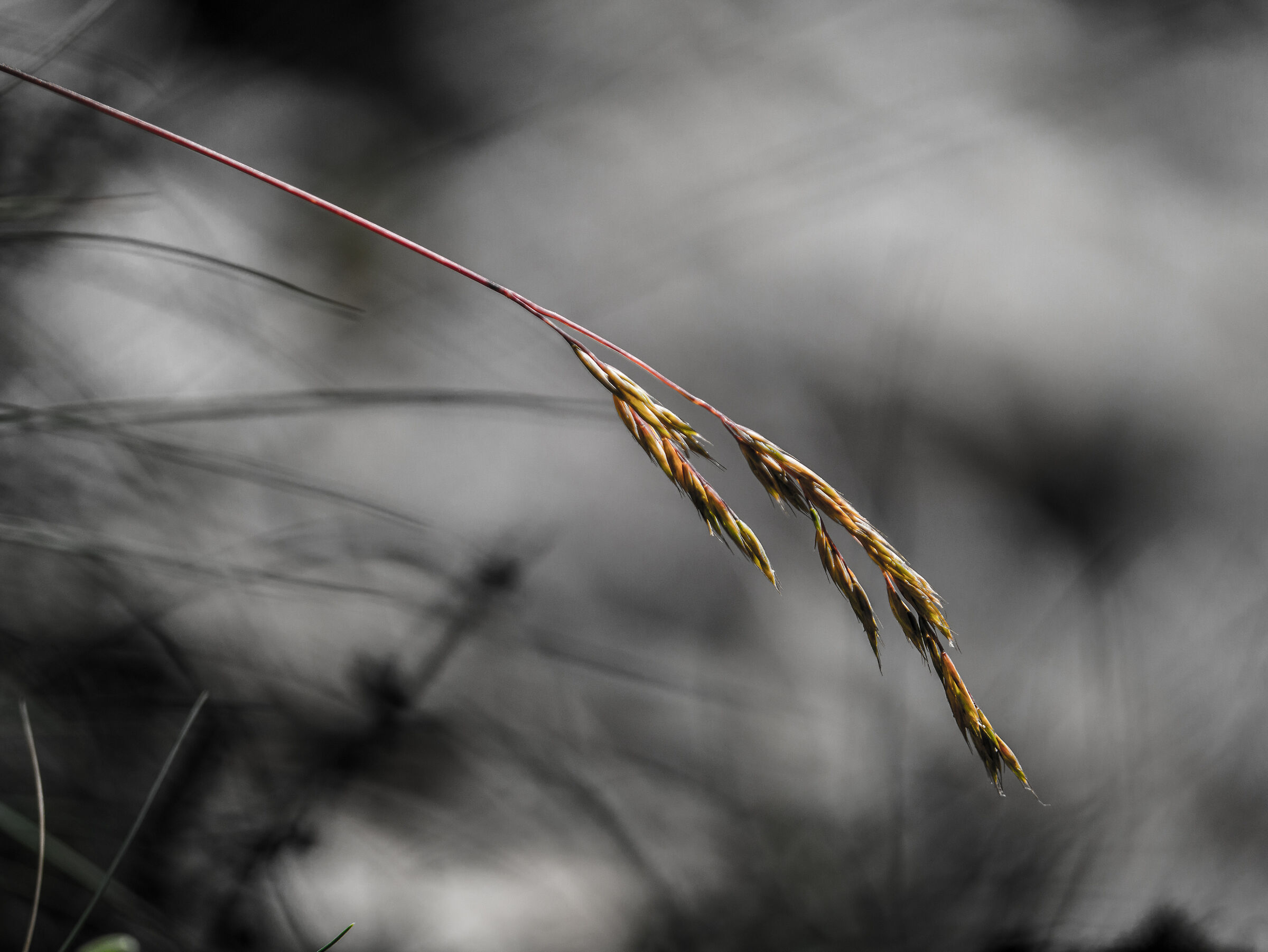 Quasi una spiga di grano.