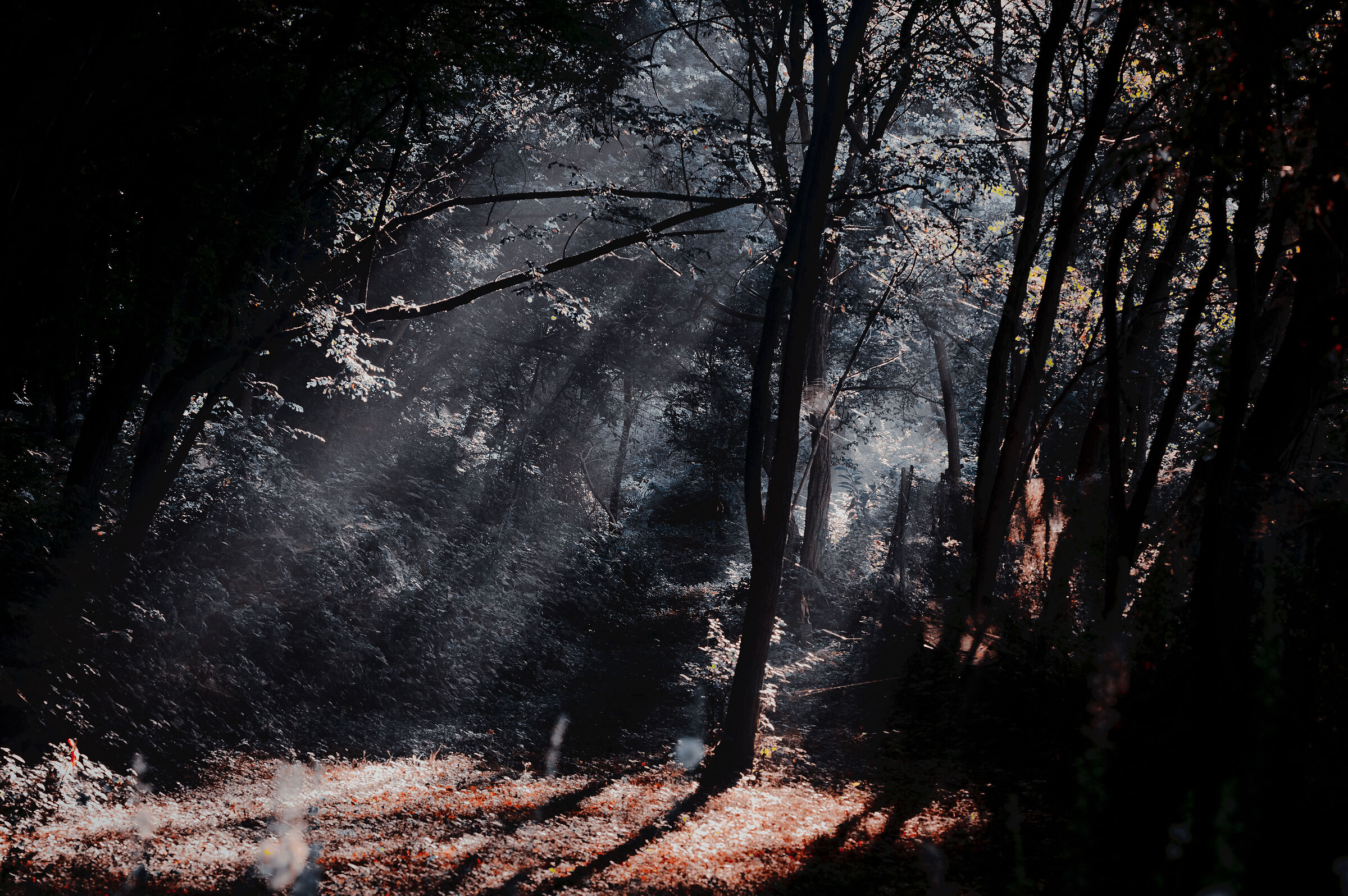 forest of Agognate